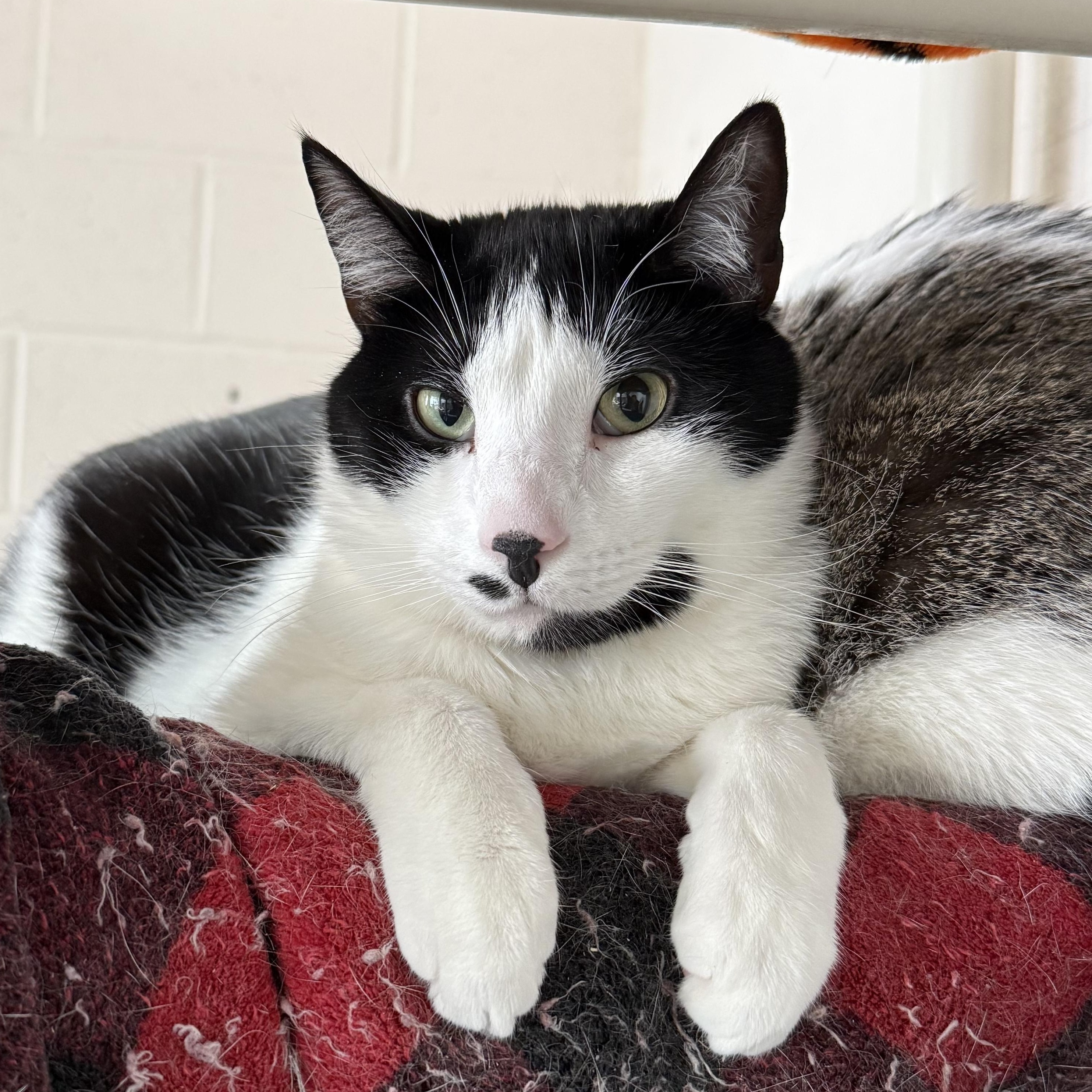 Stan, Adoptable, Senior Male Domestic Short Hair.