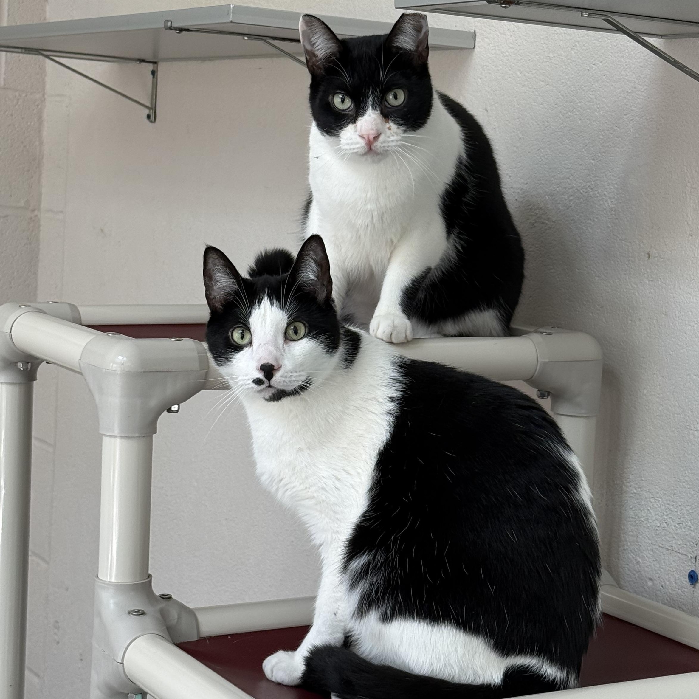 Stan, a Adoptable mixed breed in West Milford, NJ image 2/6