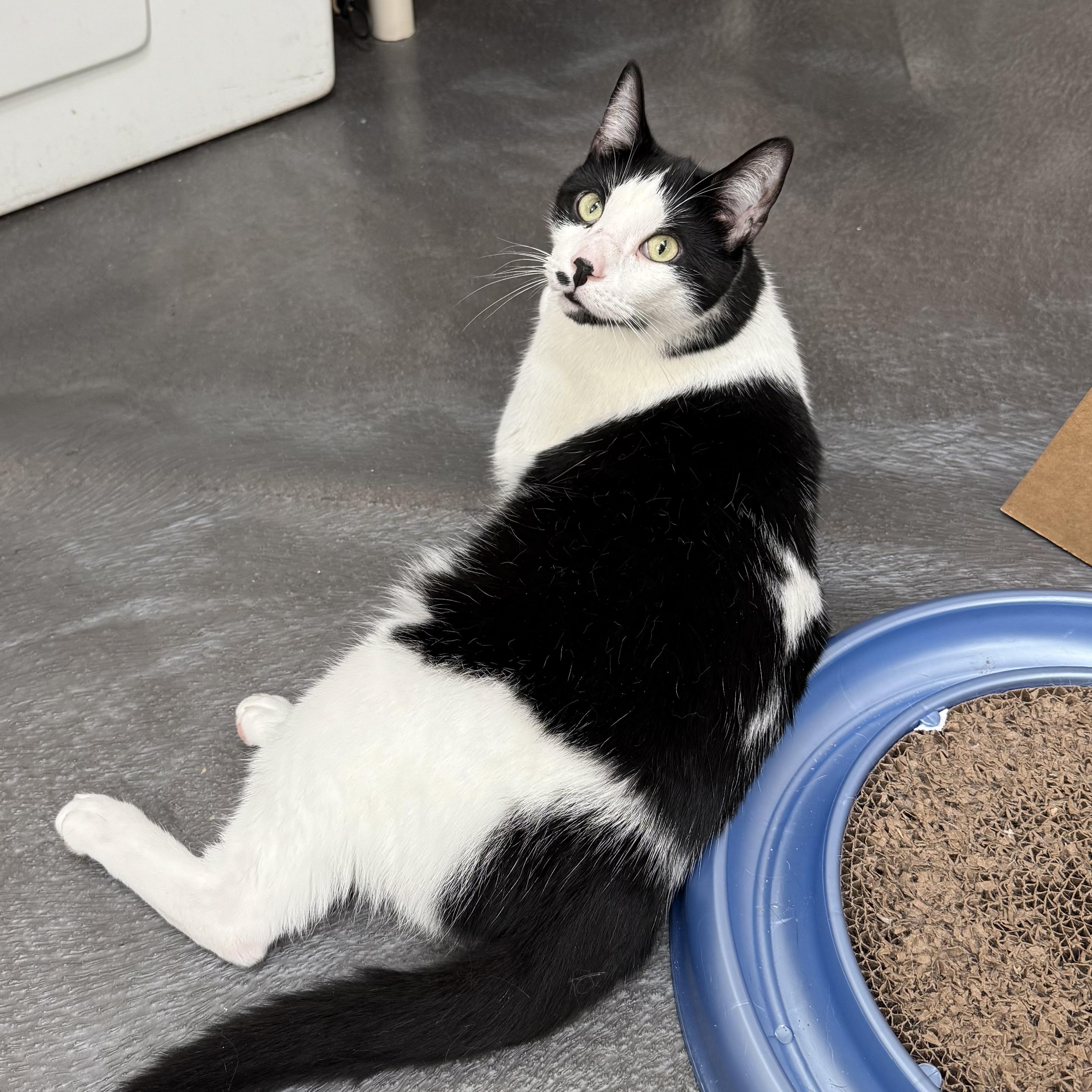 Stan, a Adoptable mixed breed in West Milford, NJ image 3/6