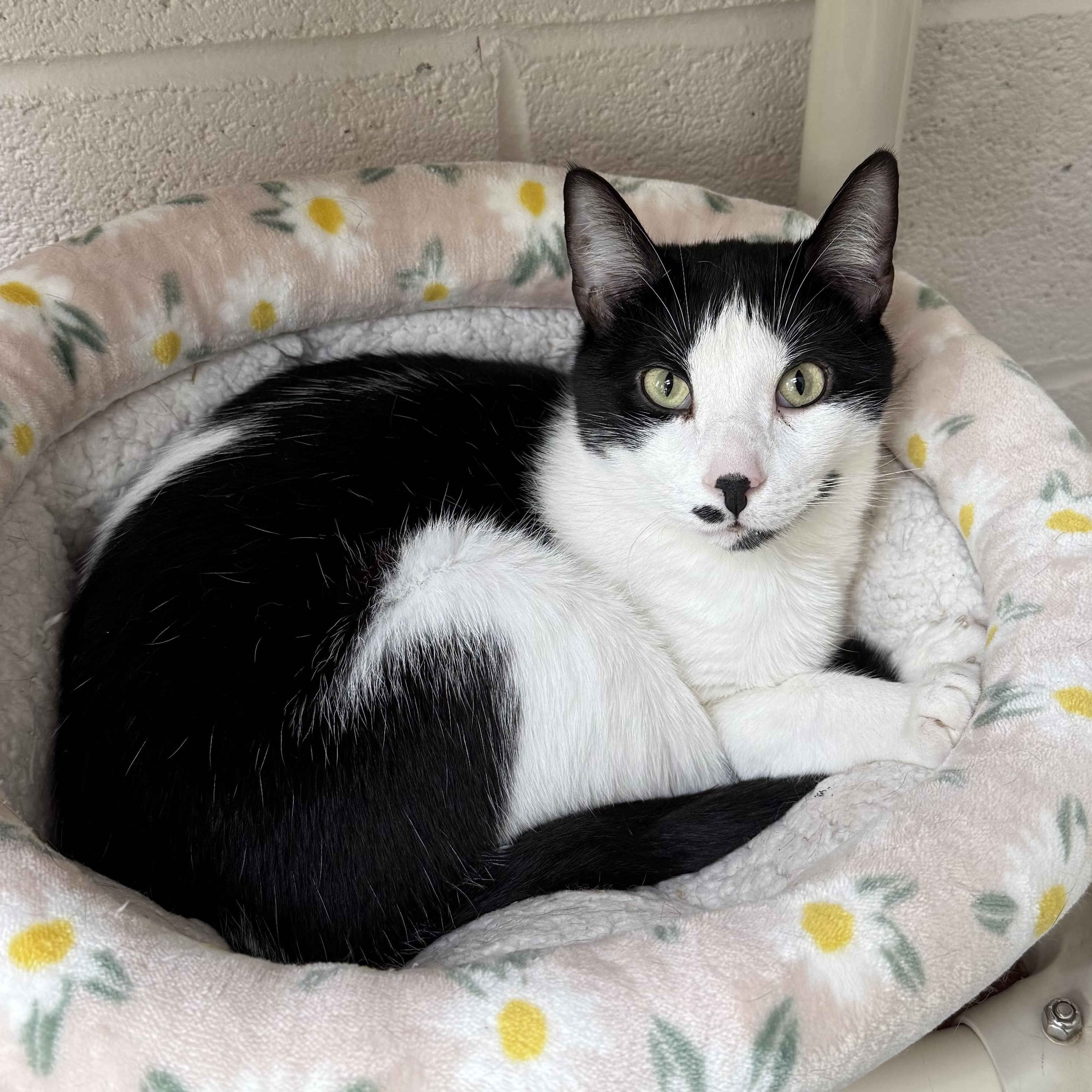 Stan, a Adoptable mixed breed in West Milford, NJ image 1/6