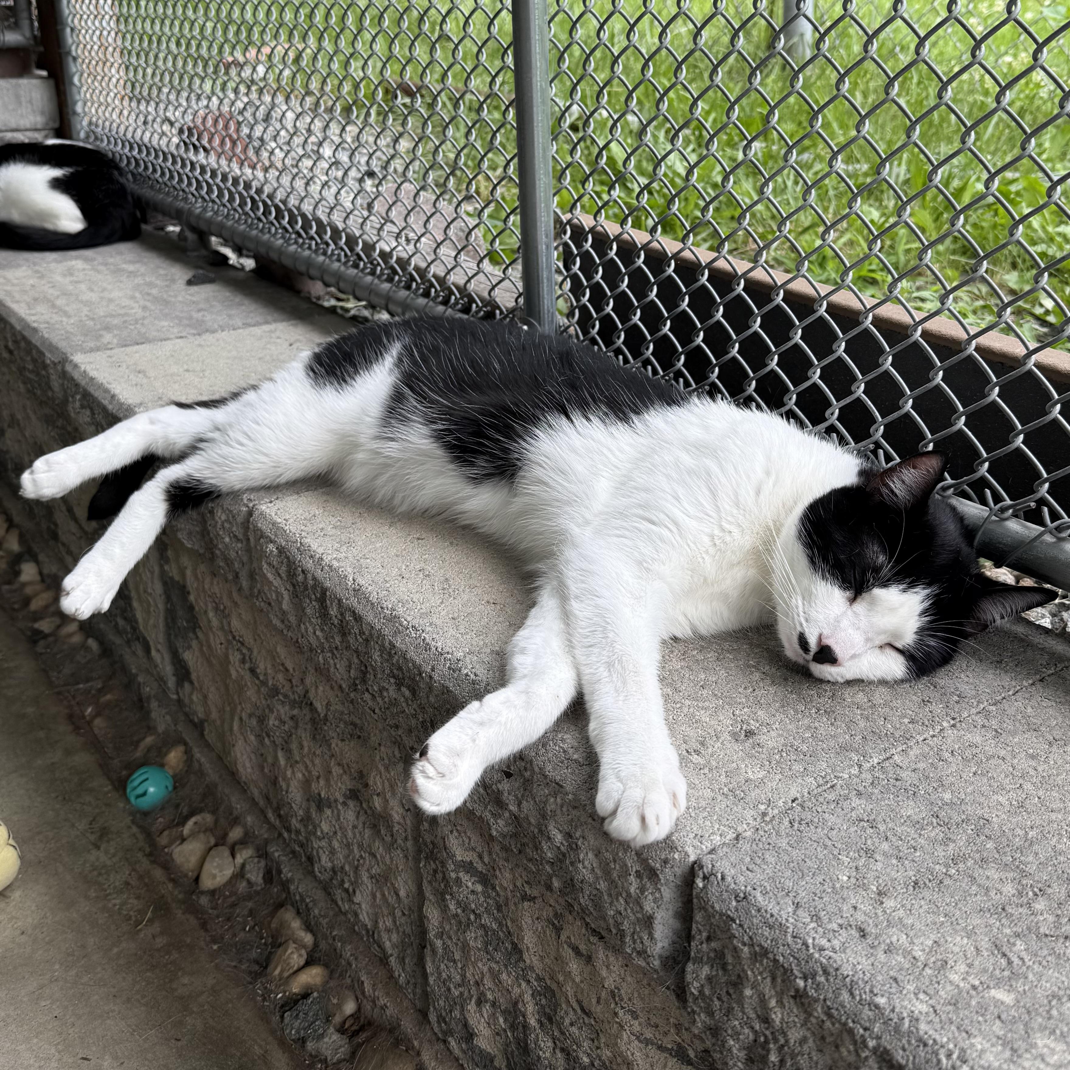Stan, a Adoptable mixed breed in West Milford, NJ image 6/6