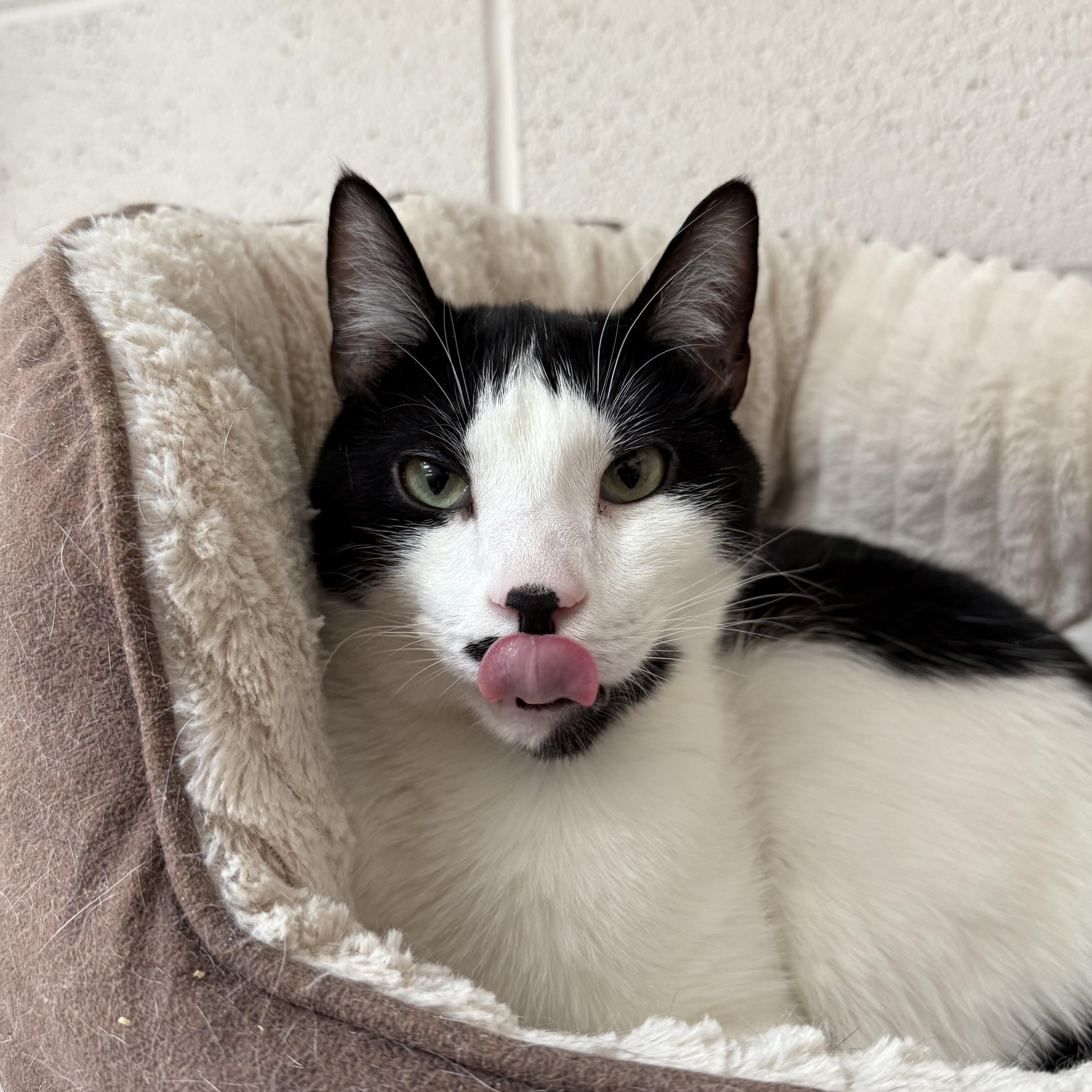 Stan, a Adoptable mixed breed in West Milford, NJ image 4/6