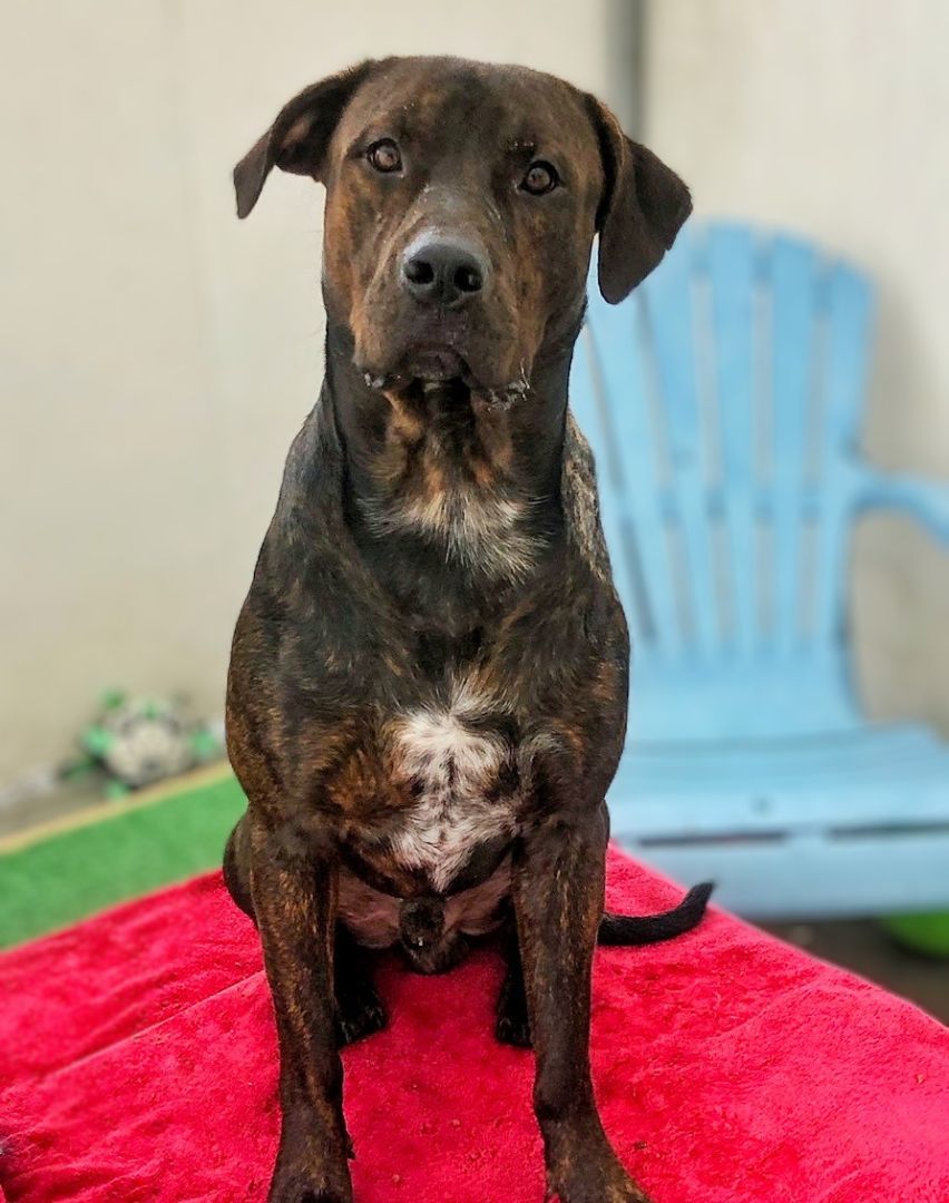 23-446 Brindal, a Adoptable mixed breed in Amityville, NY image 2/6