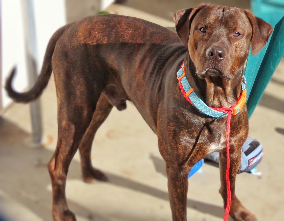 23-446 Brindal, a Adoptable mixed breed in Amityville, NY image 3/6