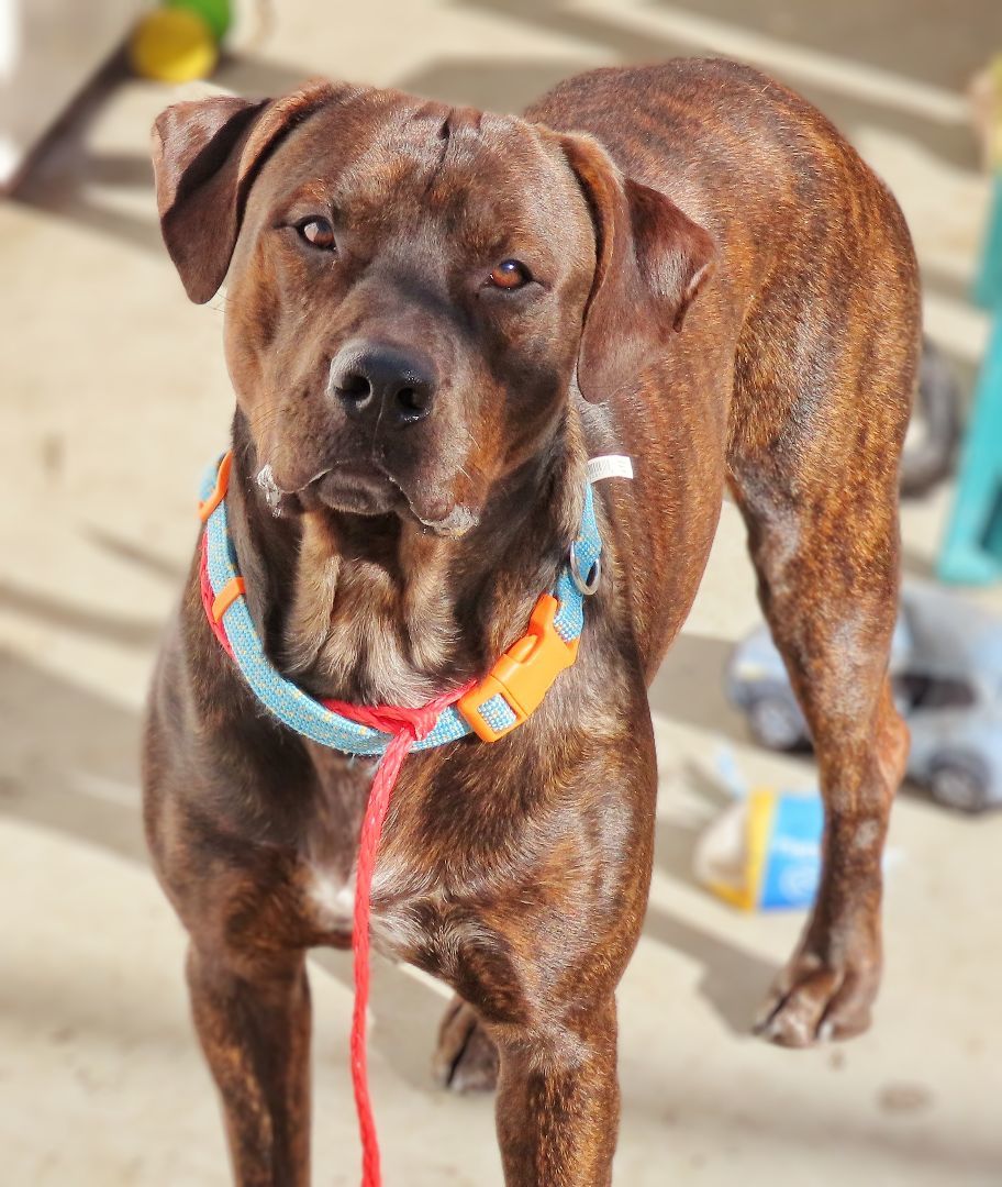 23-446 Brindal, a Adoptable mixed breed in Amityville, NY image 4/6