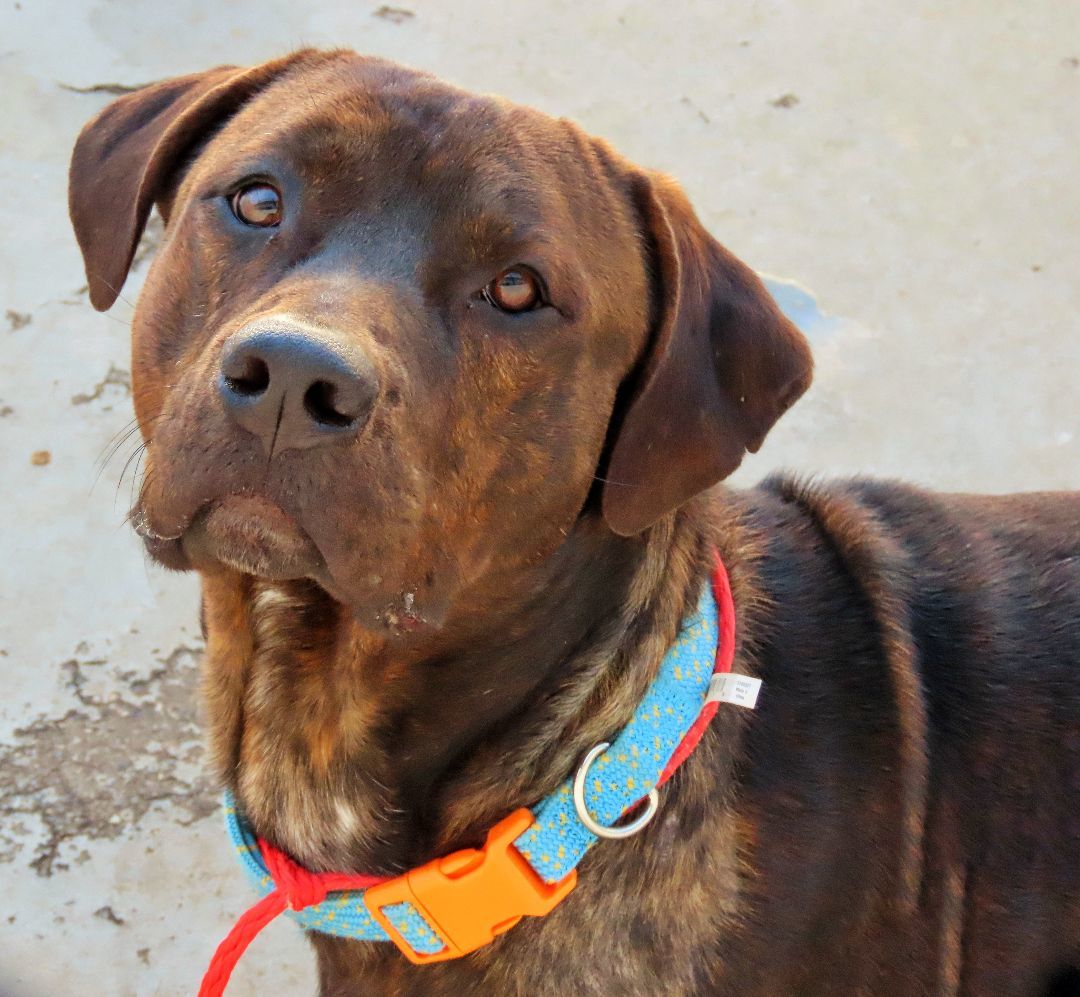 23-446 Brindal, a Adoptable mixed breed in Amityville, NY image 5/6