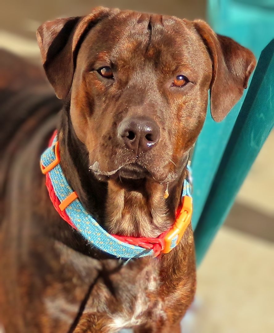 23-446 Brindal, a Adoptable mixed breed in Amityville, NY image 6/6