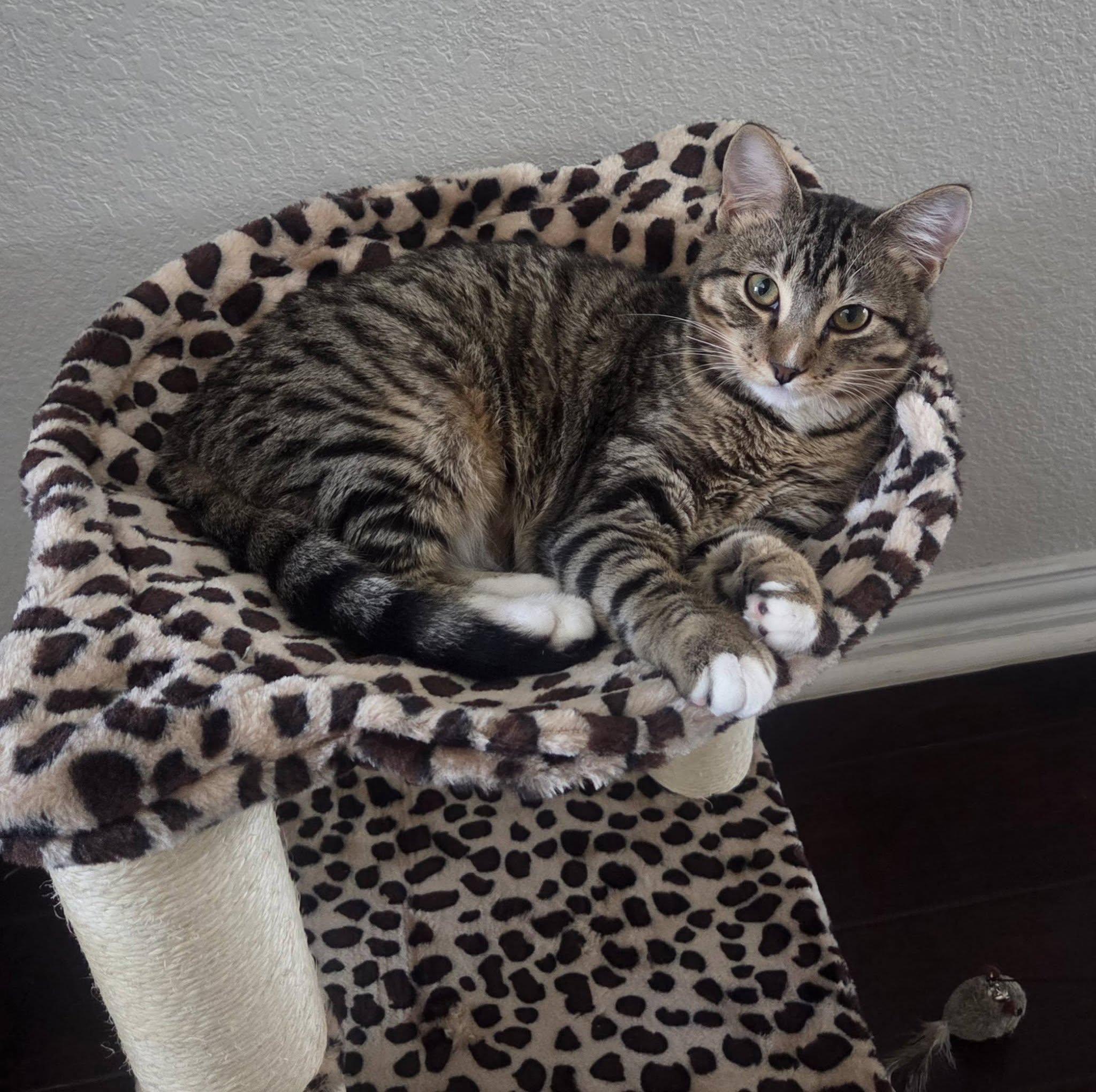 Enlarge Tom, a Adoptable Domestic Short Hair in Frisco, TX image 1/3