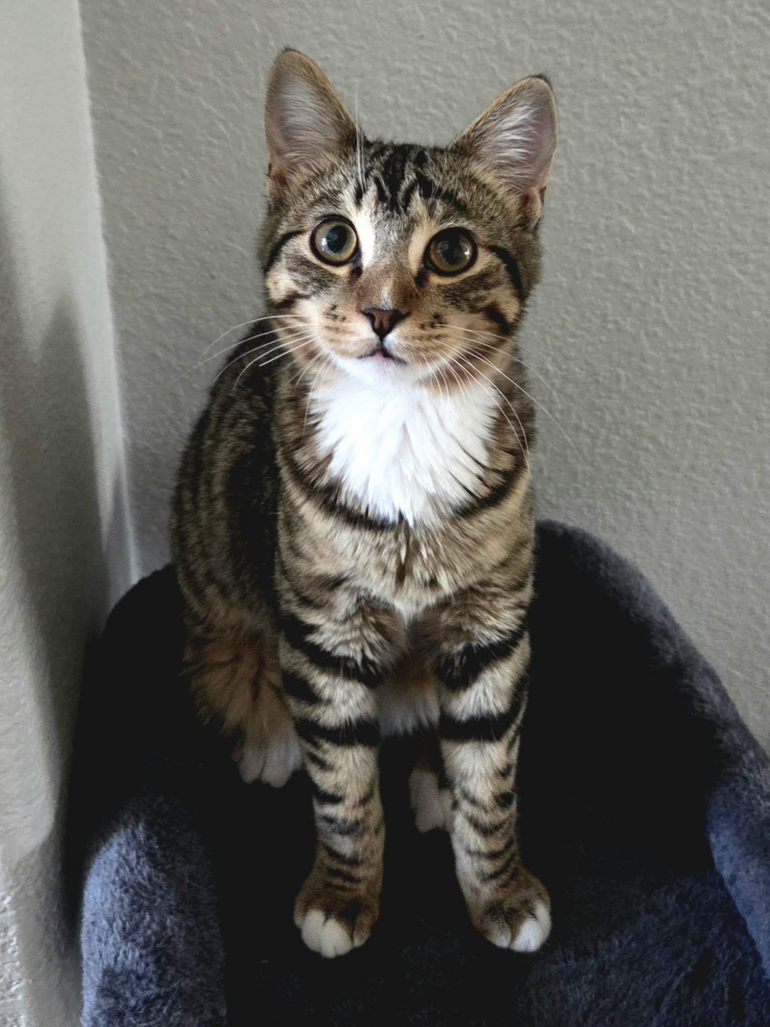 Enlarge Tom, a Adoptable Domestic Short Hair in Frisco, TX image 2/3