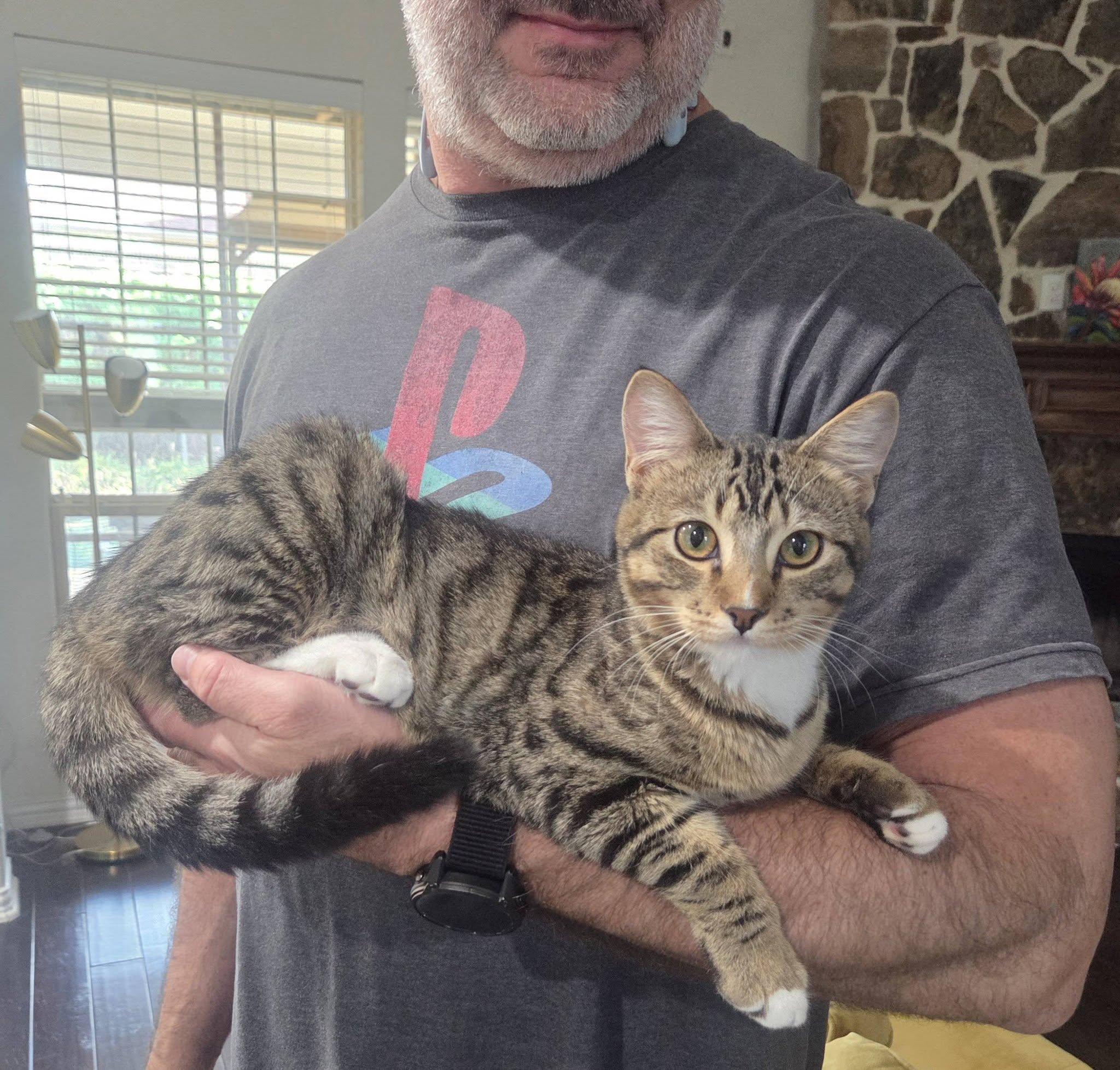 Enlarge Tom, a Adoptable Domestic Short Hair in Frisco, TX image 3/3