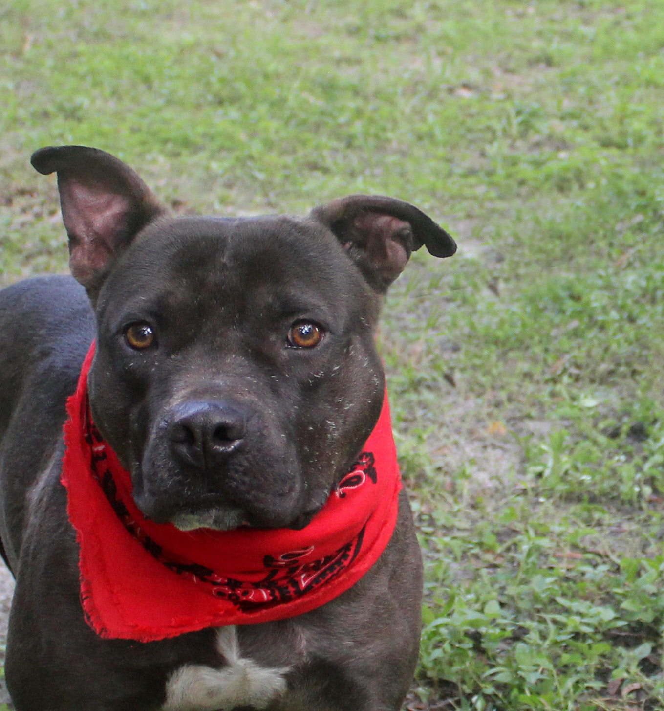 BUDDY, Adoptable, Adult Male American Staffordshire Terrier.
