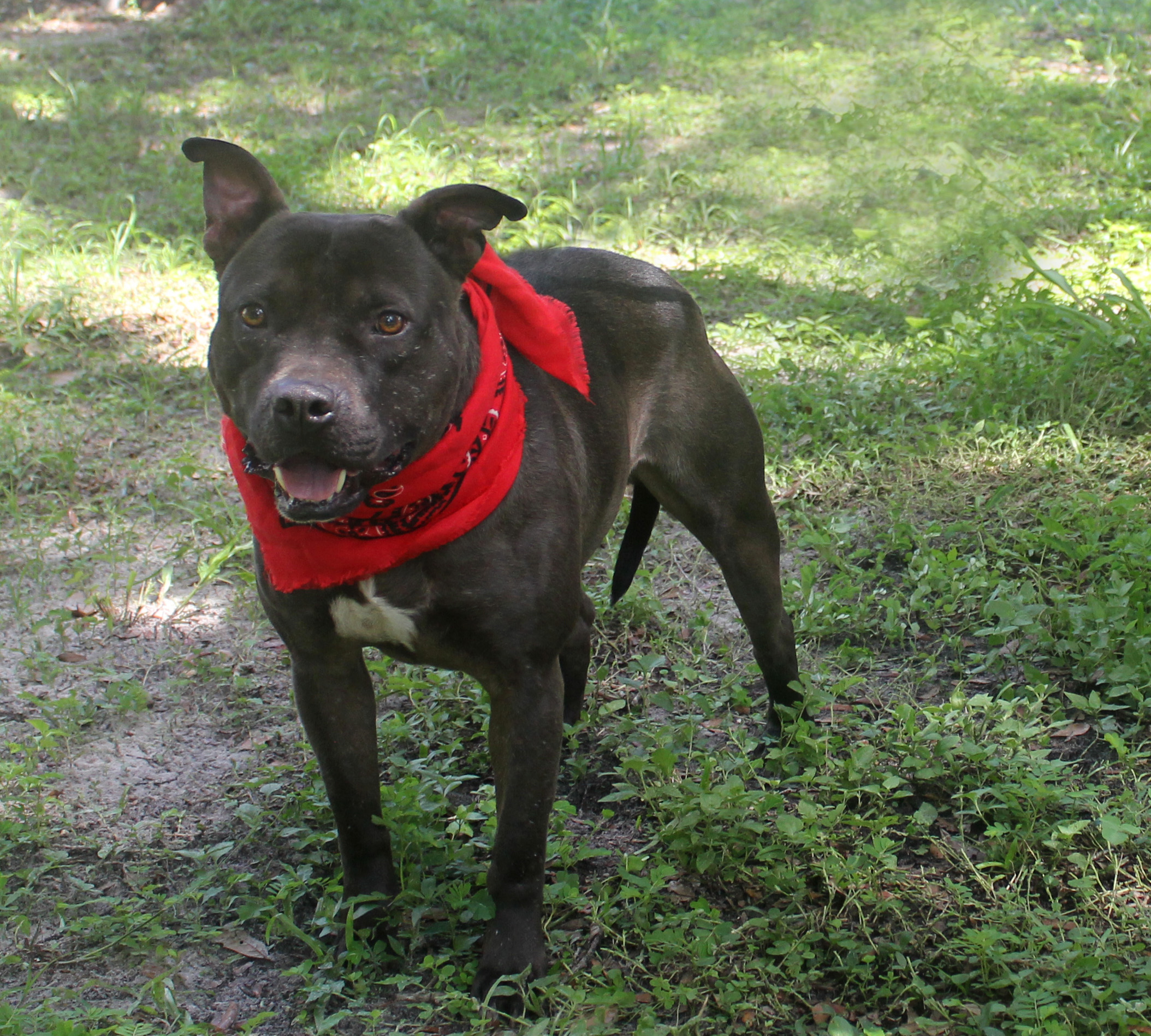 BUDDY, a Adoptable mixed breed in Floral City, FL image 3/6