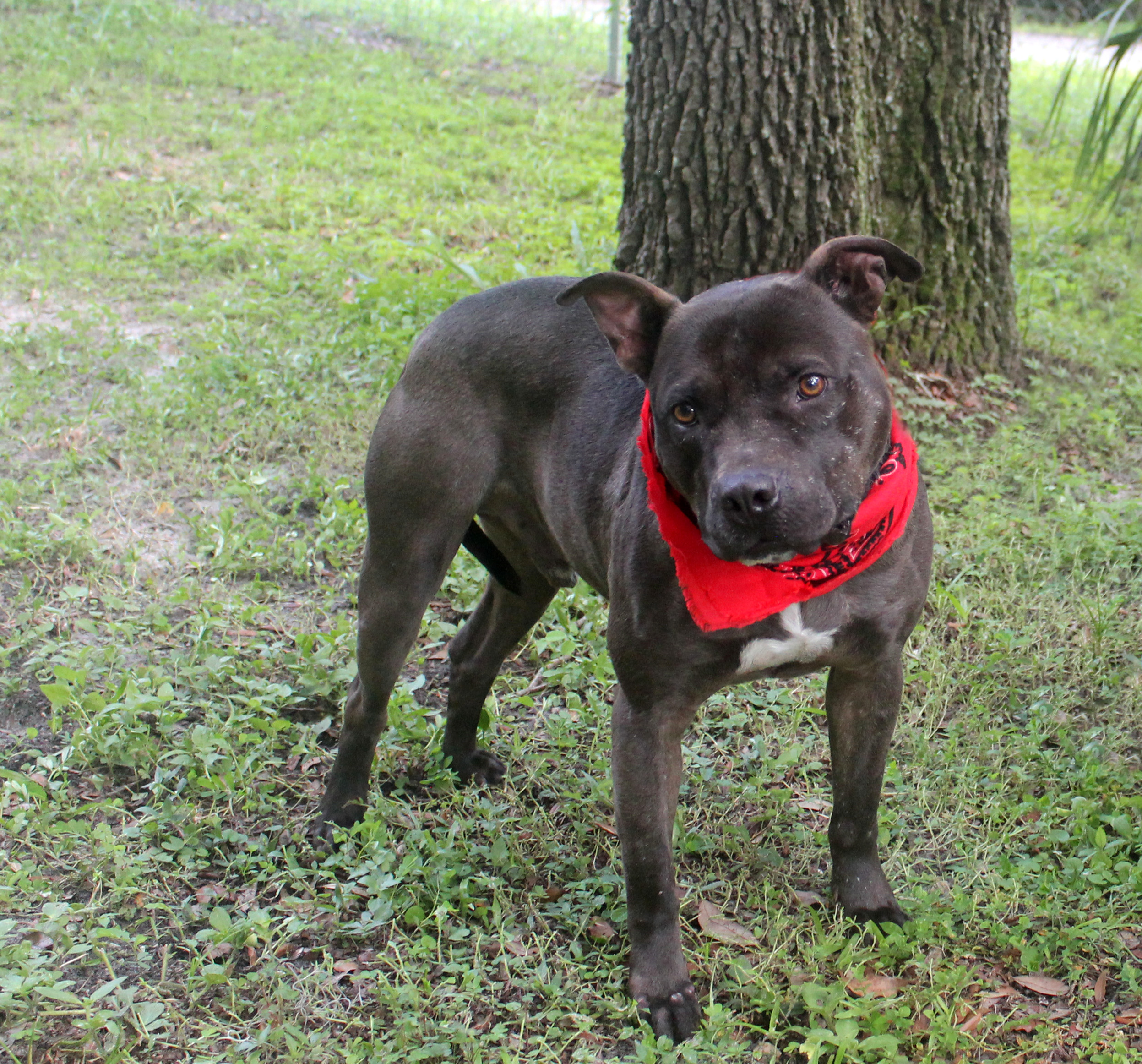 BUDDY, a Adoptable mixed breed in Floral City, FL image 4/6