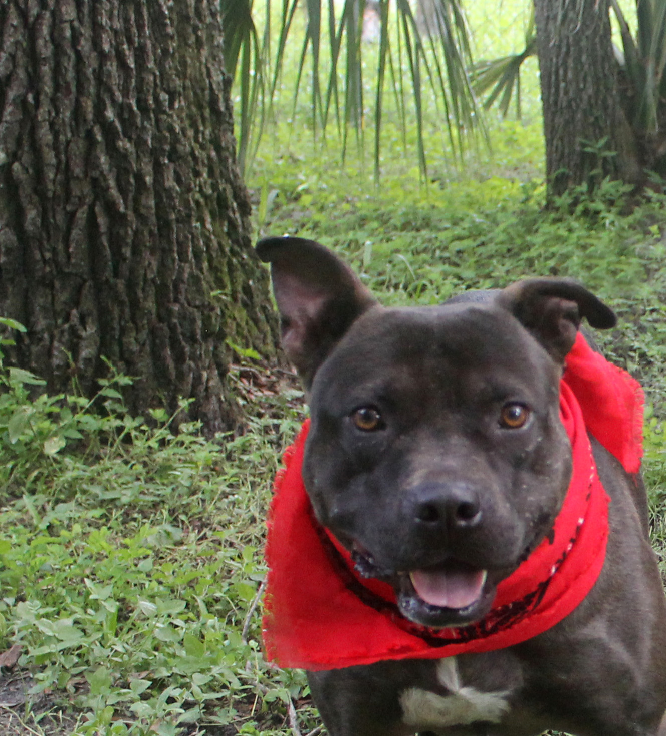 BUDDY, a Adoptable mixed breed in Floral City, FL image 5/6