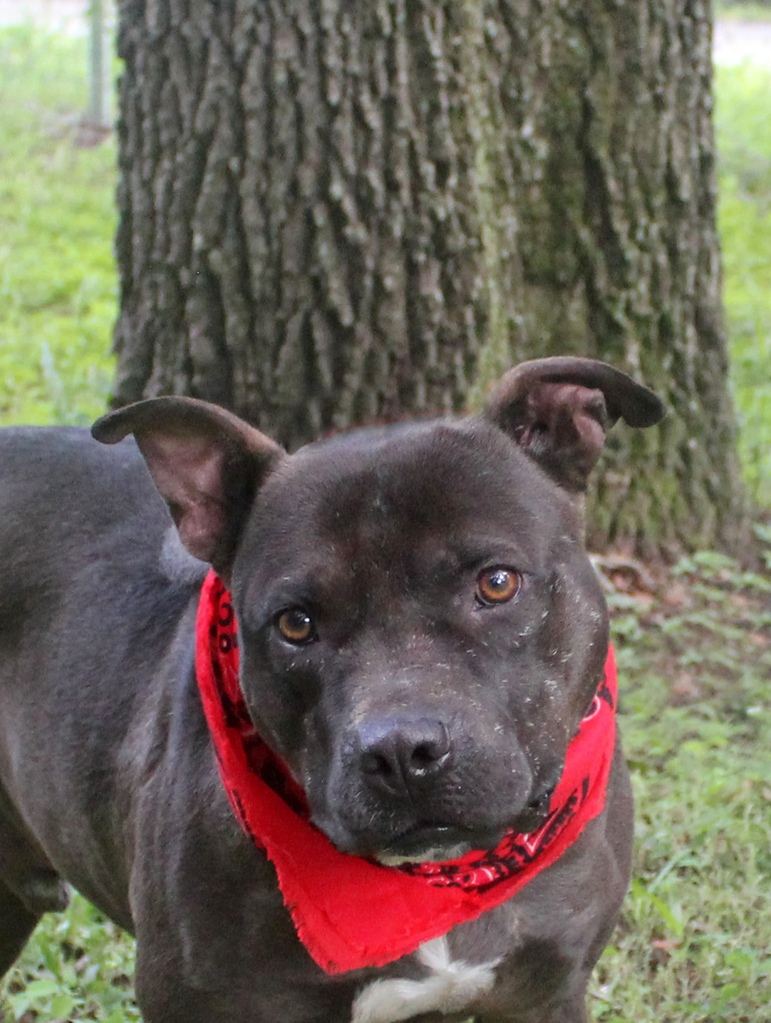 BUDDY, a Adoptable mixed breed in Floral City, FL image 2/6
