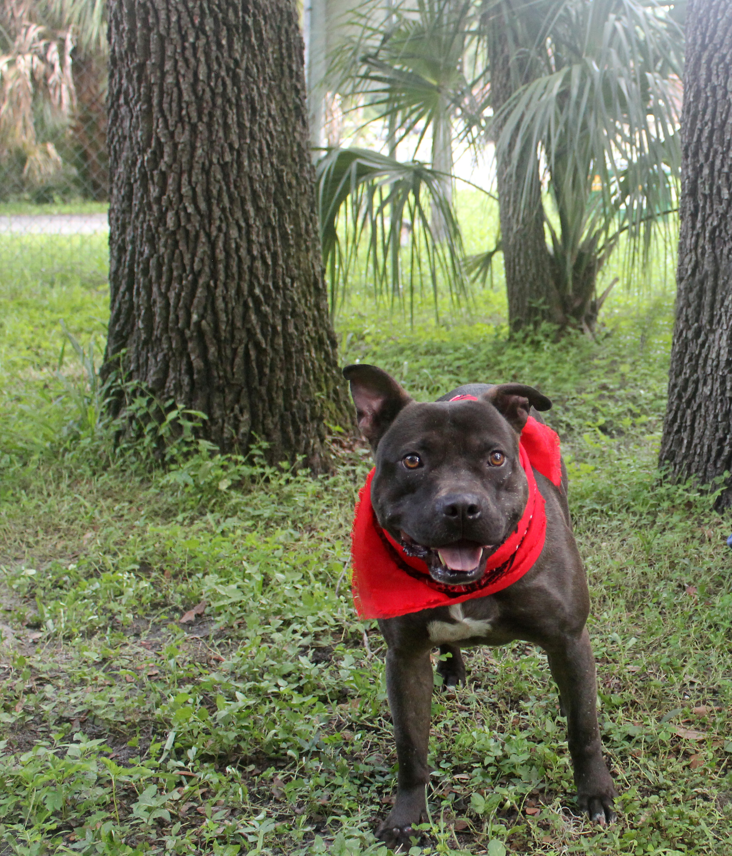 BUDDY, a Adoptable mixed breed in Floral City, FL image 6/6