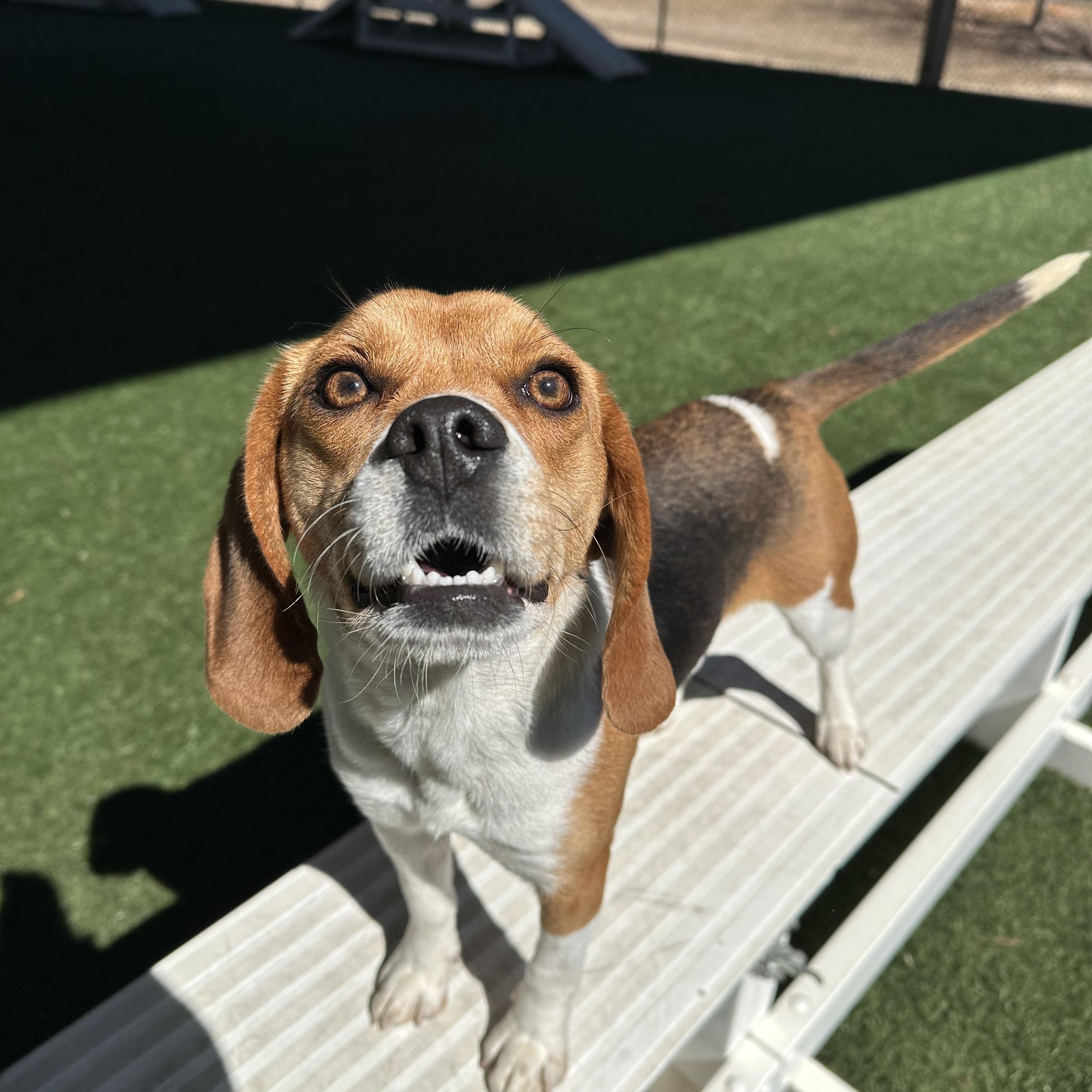 Holly , an adopted Beagle in Newnan, GA image 5/6