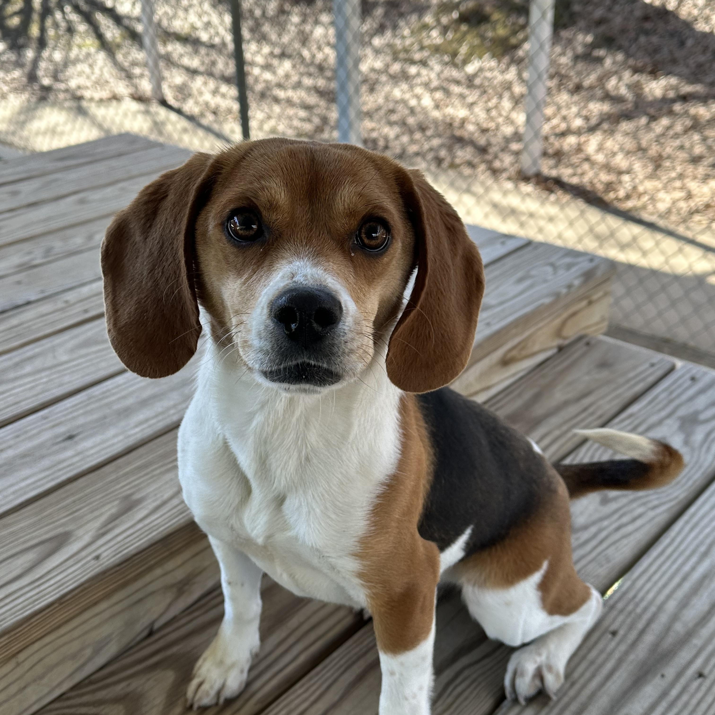 Holly , an adopted Beagle in Newnan, GA image 1/6
