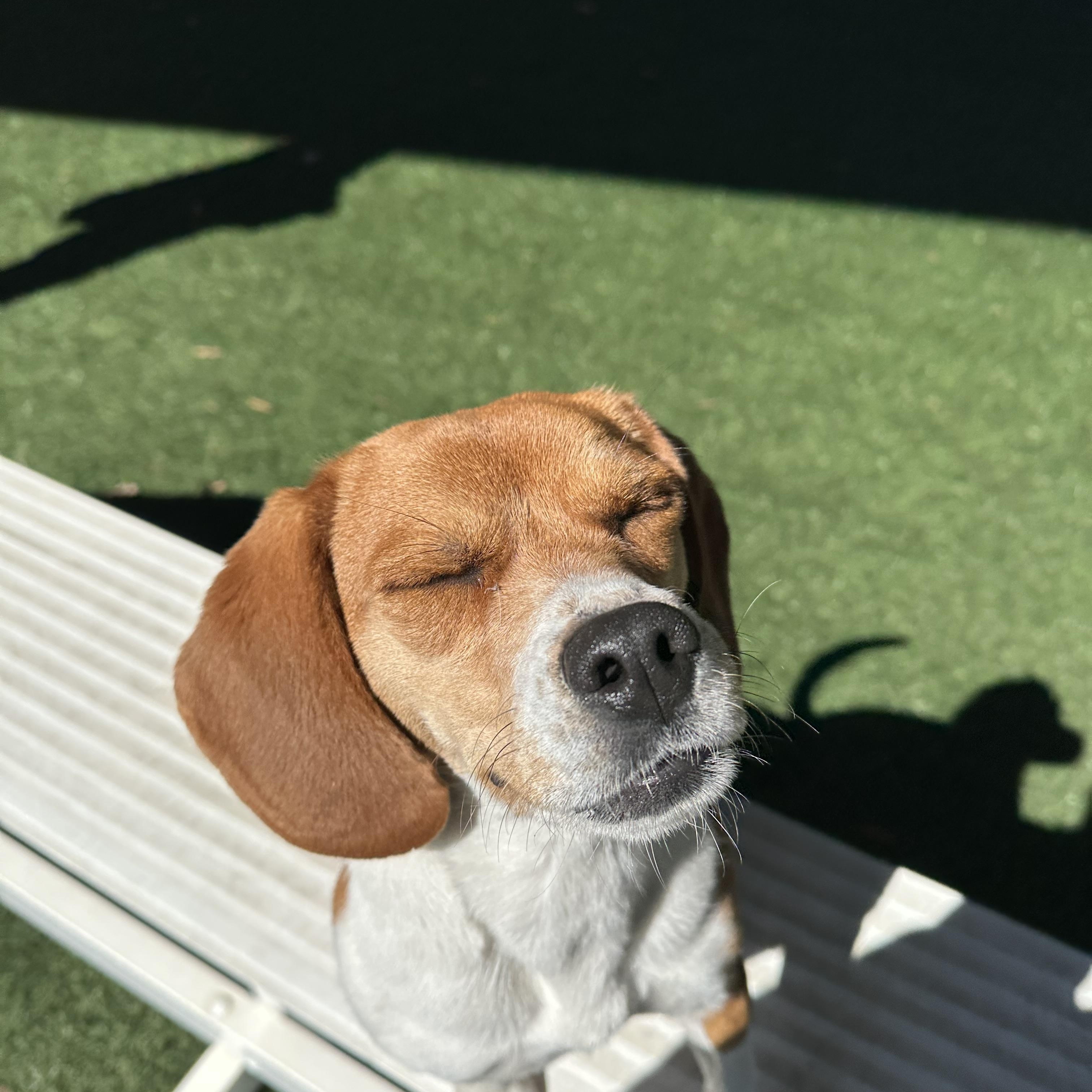 Holly , an adopted Beagle in Newnan, GA image 2/6