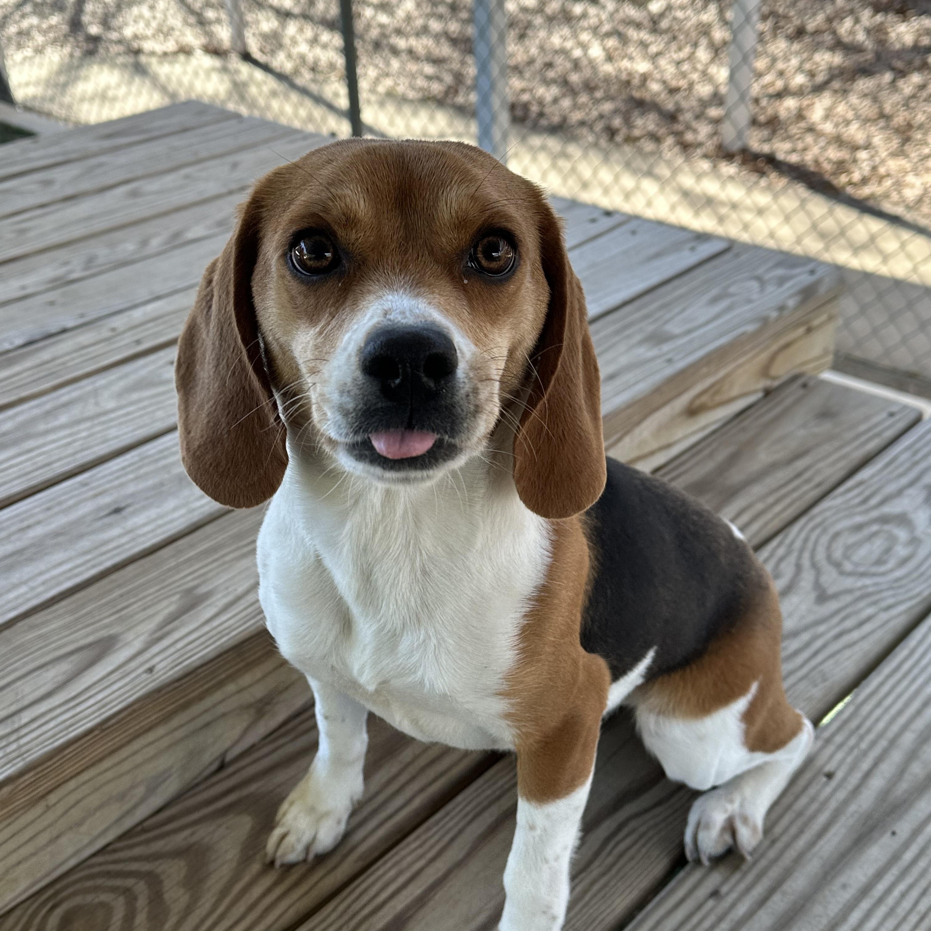 Holly , an adopted Beagle in Newnan, GA image 6/6