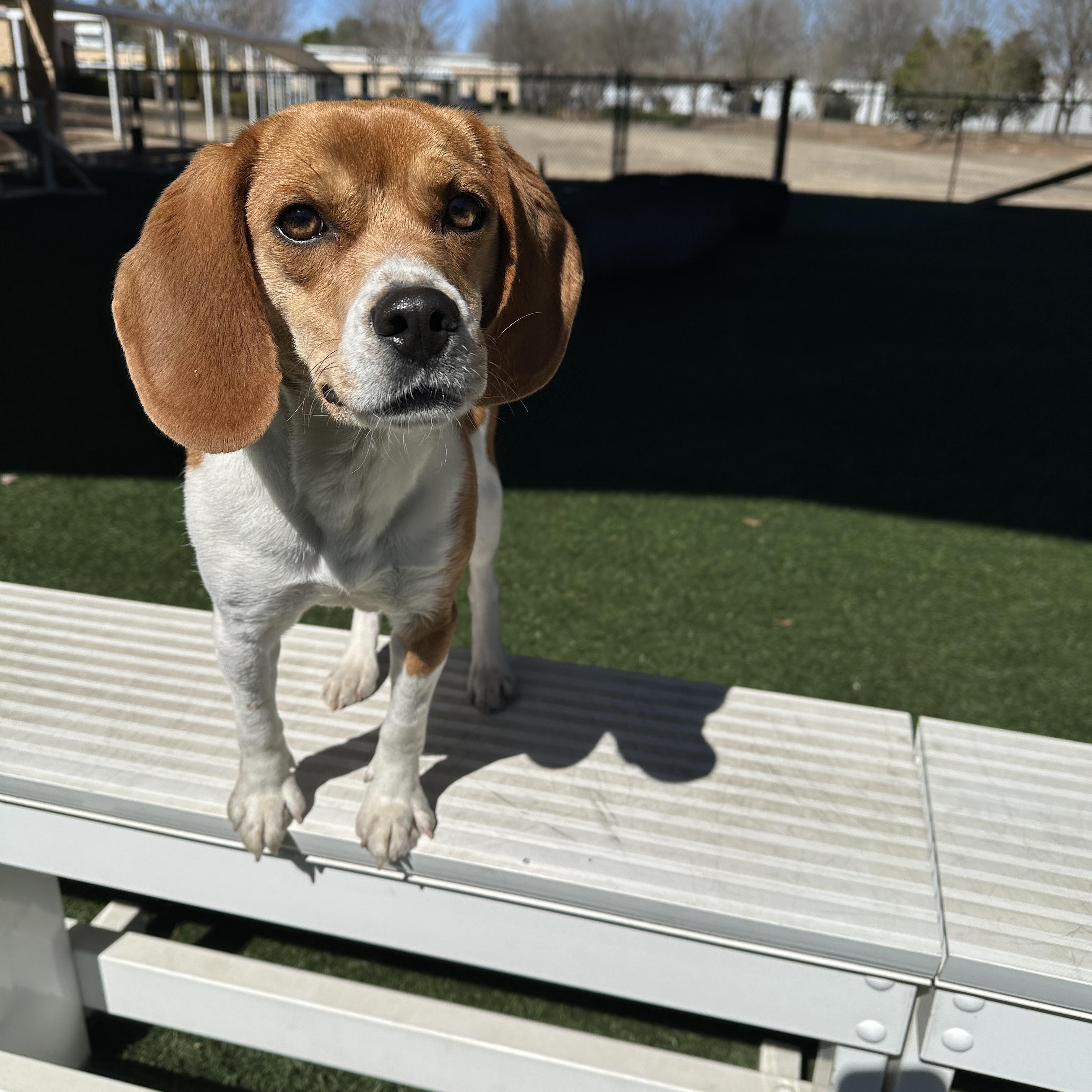 Holly , an adopted Beagle in Newnan, GA image 4/6