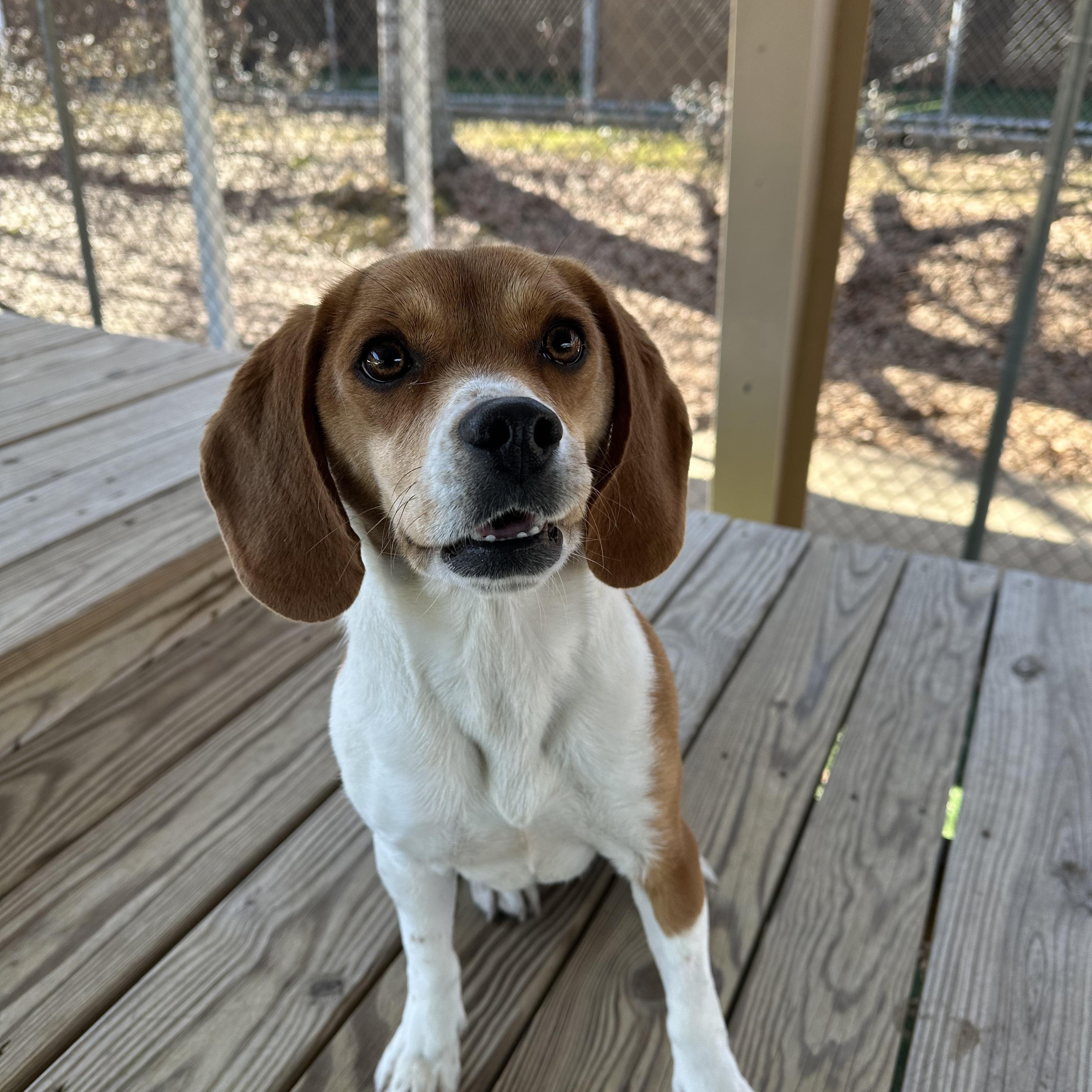 Holly , an adopted Beagle in Newnan, GA image 3/6