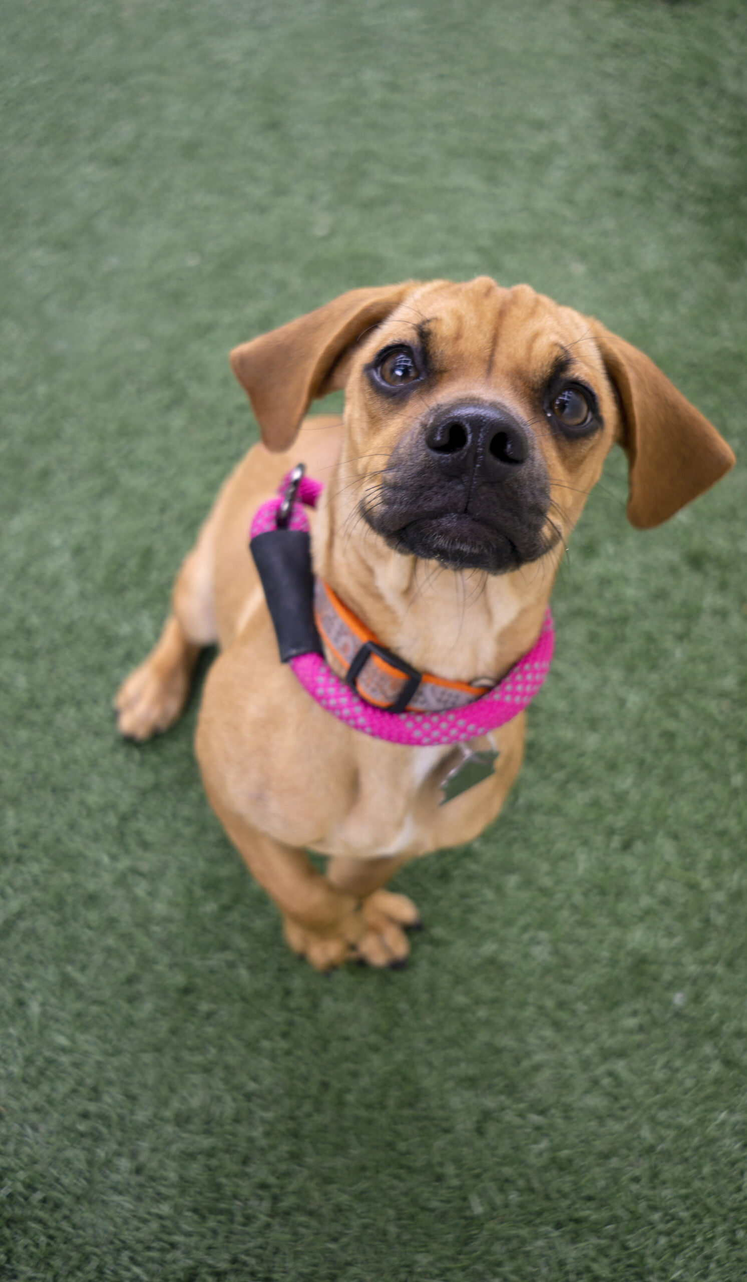 Dog for adoption Saucy Nuggs, a Pug & Dachshund Mix in Encinitas, CA