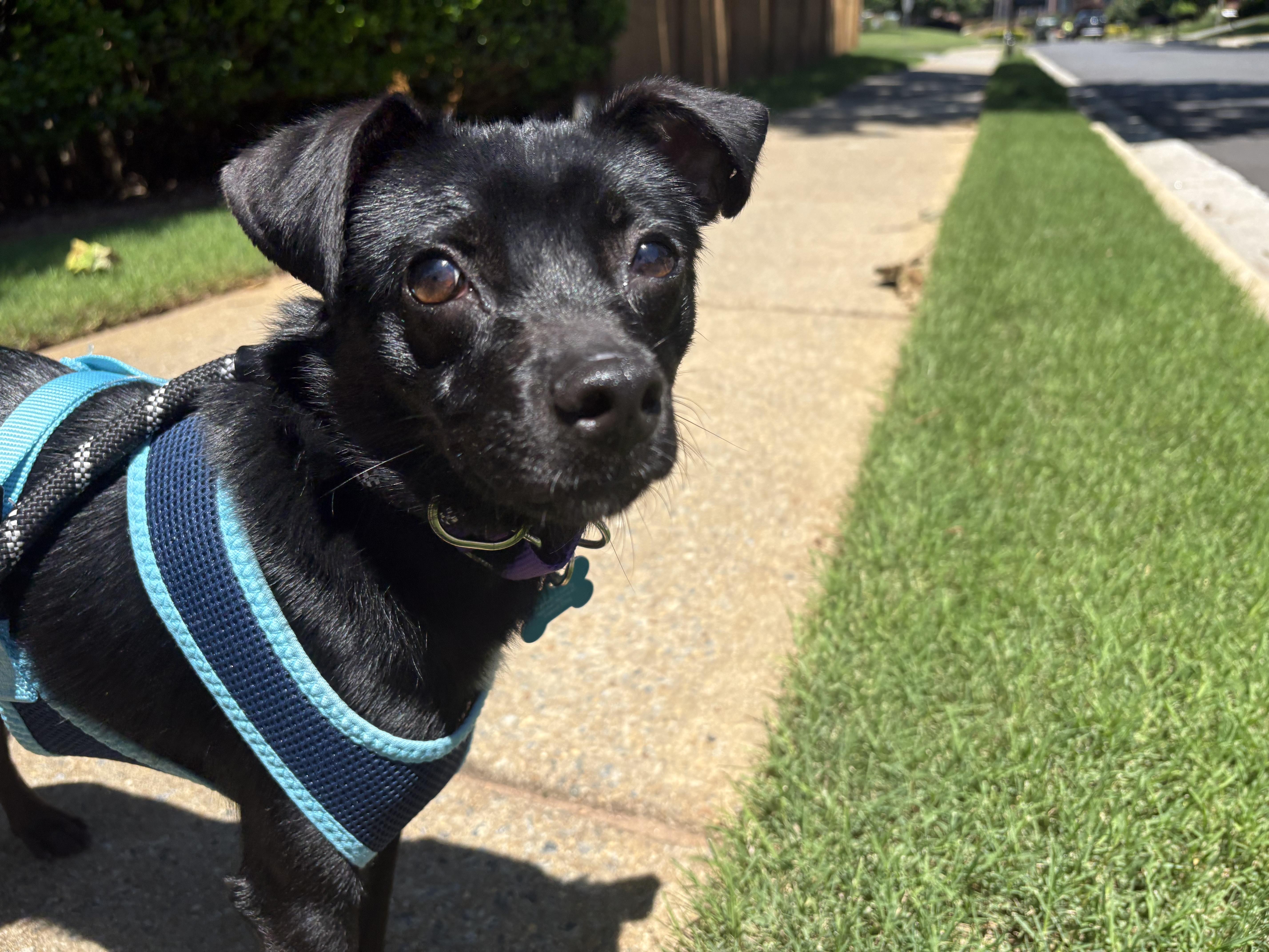 Ralph, an adopted mixed breed in Leesburg, VA image 2/5
