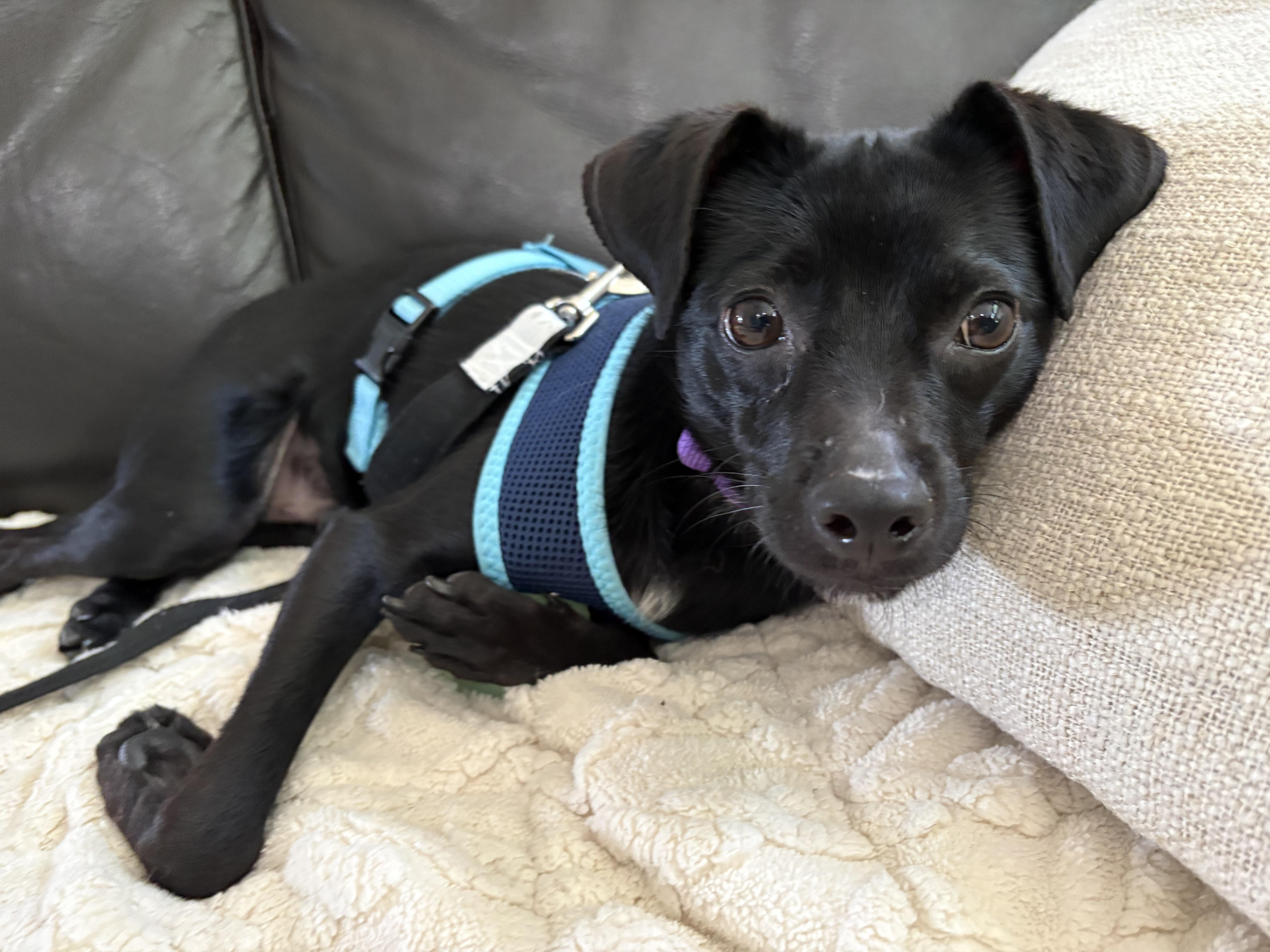 Ralph, adopted, Adult Male Chihuahua.