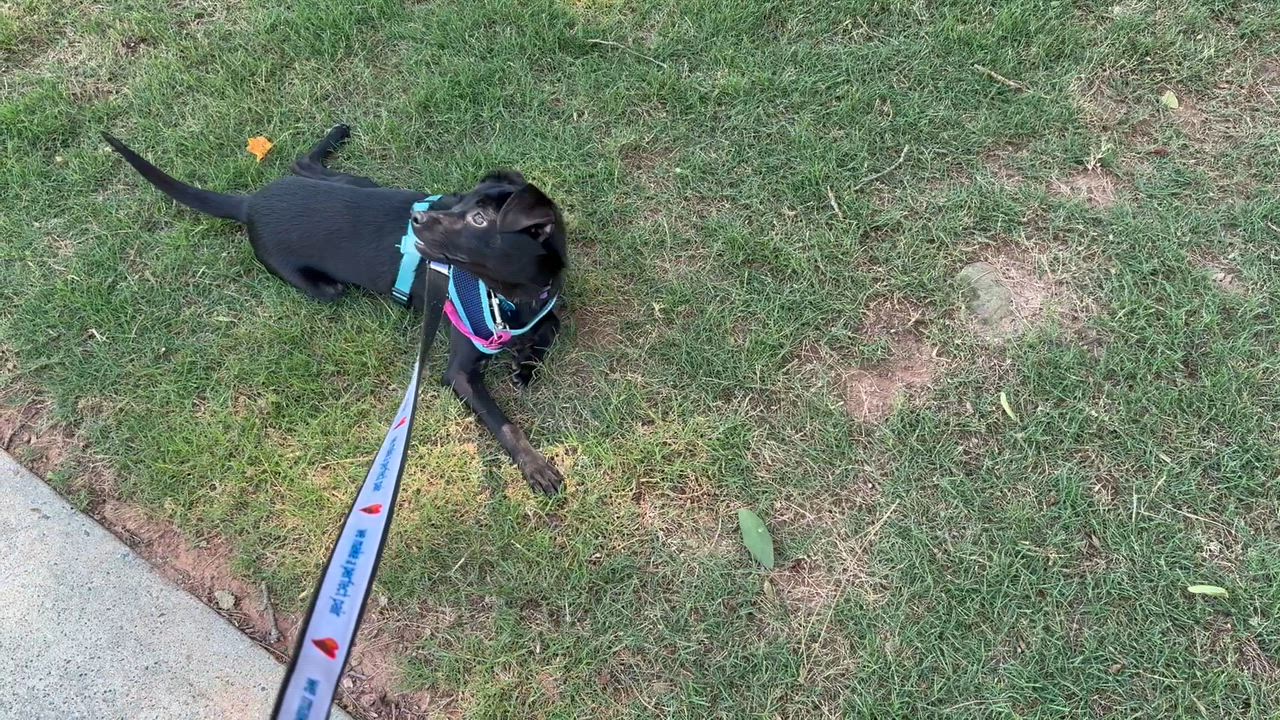 Enlarge Ralph, an adopted mixed breed in Leesburg, VA video 3/5