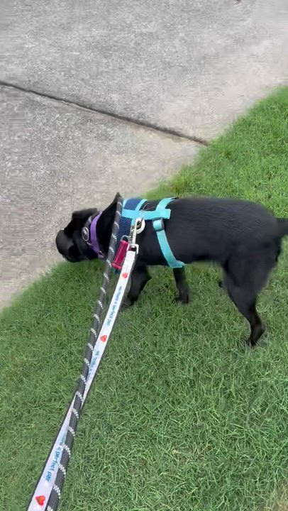 Enlarge Ralph, an adopted mixed breed in Leesburg, VA video 5/5