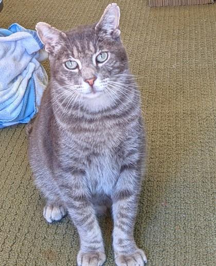 Enlarge Mister, a Adoptable mixed breed in Encinitas, CA image 1/3