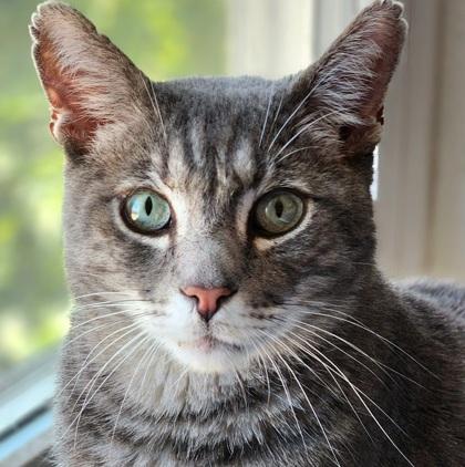 Enlarge Mister, a Adoptable mixed breed in Encinitas, CA image 2/3