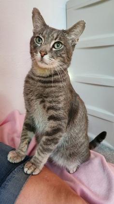 Enlarge Mister, a Adoptable mixed breed in Encinitas, CA image 3/3