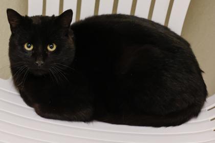 Enlarge Ebony, a Adoptable mixed breed in Baraboo, WI image 1/2