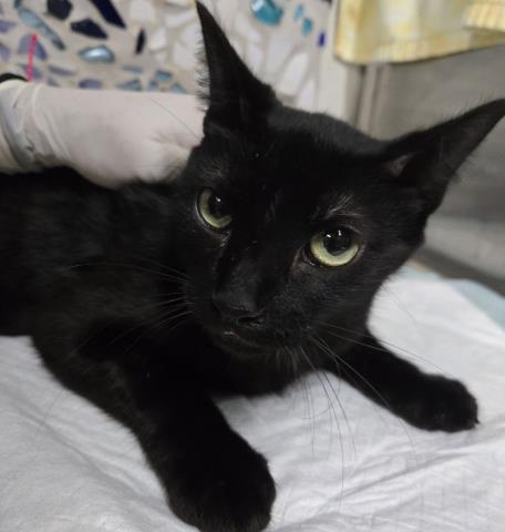 Enlarge CLOVER, a Adoptable Domestic Short Hair in Pensacola, FL image 1/1