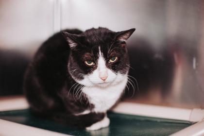 Enlarge 90299a Victory- Pounce Cat Cafe, a Adoptable mixed breed in North Charleston, SC image 1/3