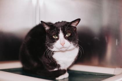 Enlarge 90299a Victory- Pounce Cat Cafe, a Adoptable mixed breed in North Charleston, SC image 2/3