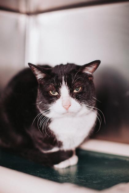 Enlarge 90299a Victory- Pounce Cat Cafe, a Adoptable mixed breed in North Charleston, SC image 3/3