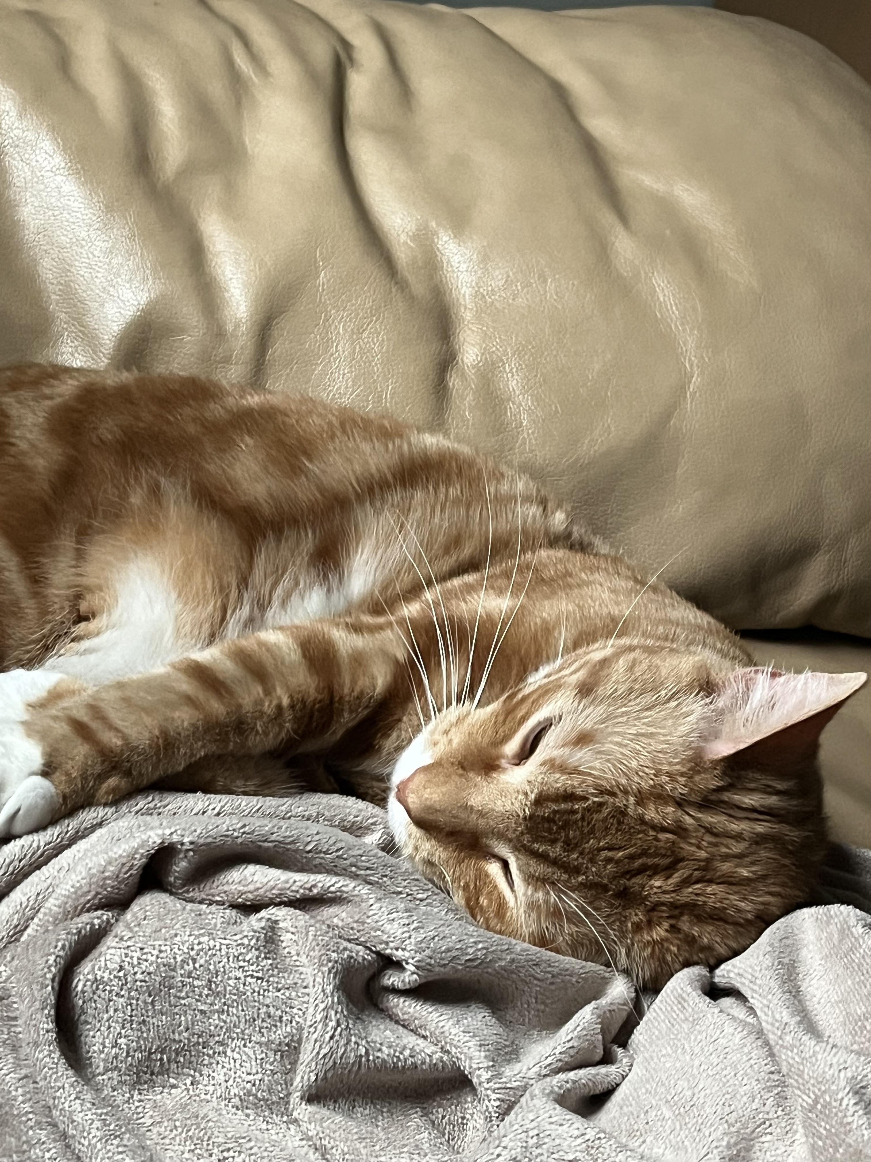 Enlarge Chilli, a Adoptable Domestic Short Hair in Crompond, NY image 2/3