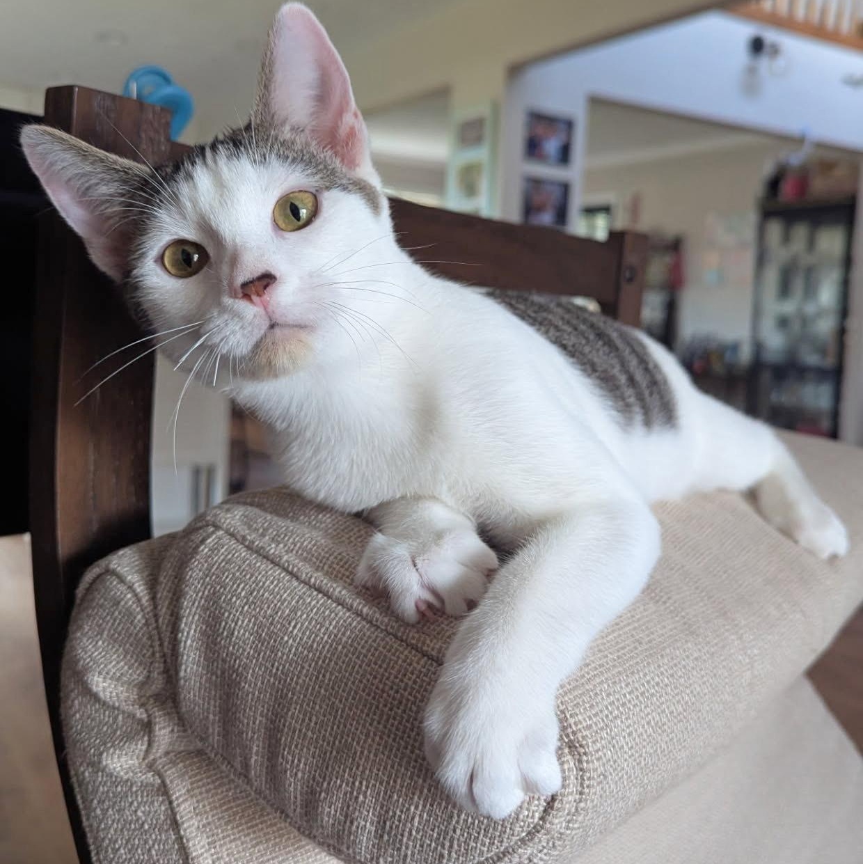 Athos, Adoptable, Kitten Male Domestic Short Hair.