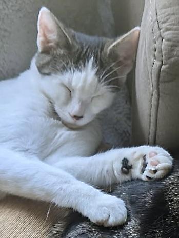 Enlarge Athos, a Adoptable Domestic Short Hair in Fairview Heights, IL image 6/6