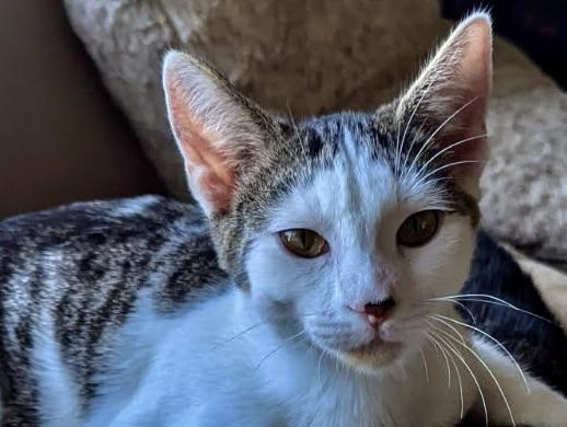 Enlarge Athos, a Adoptable Domestic Short Hair in Fairview Heights, IL image 2/6