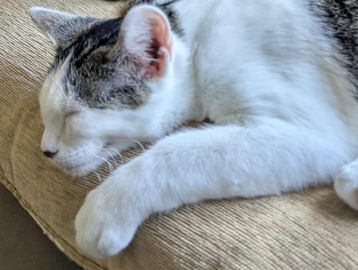 Enlarge Athos, a Adoptable Domestic Short Hair in Fairview Heights, IL image 4/6