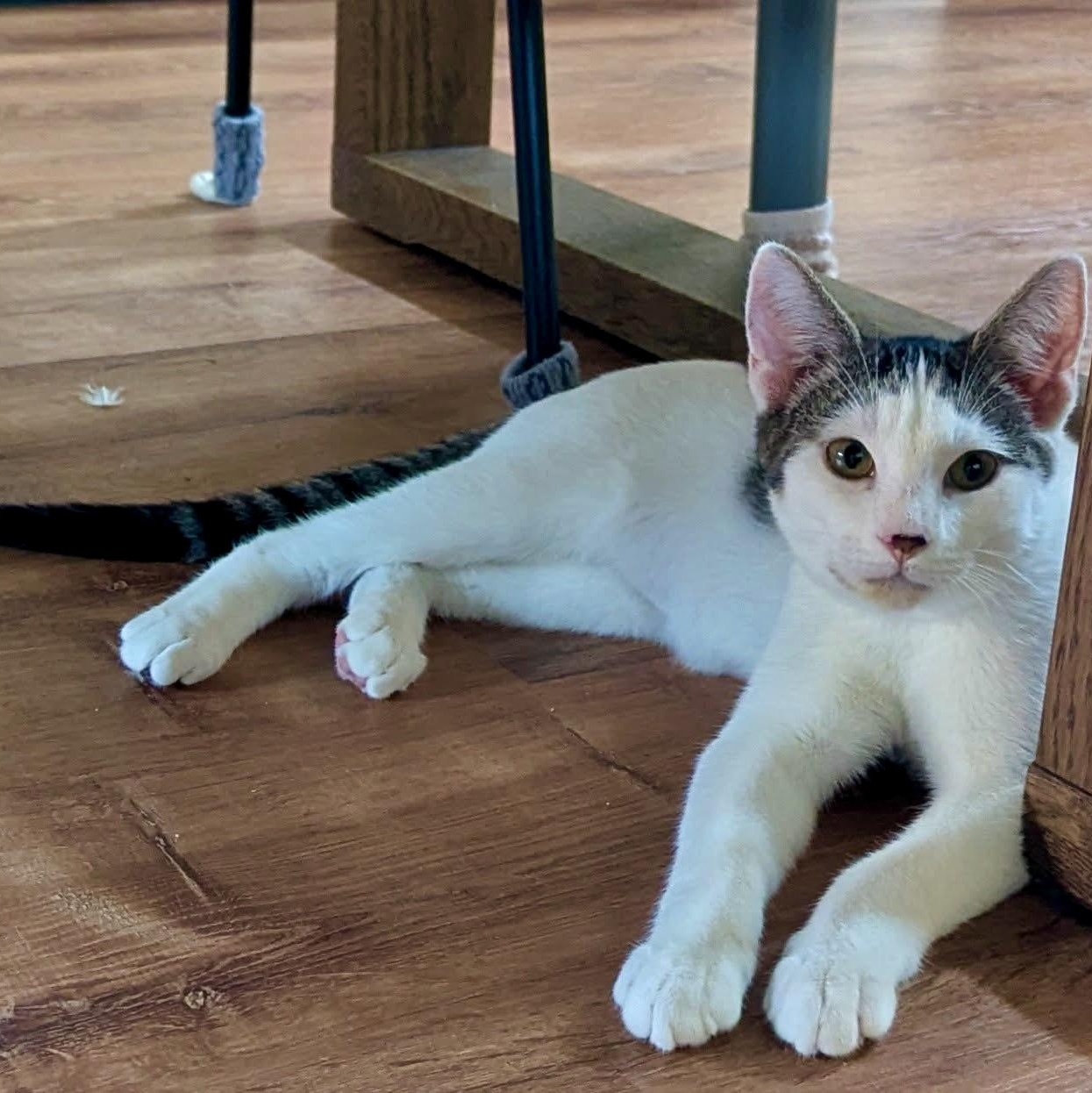 Enlarge Athos, a Adoptable Domestic Short Hair in Fairview Heights, IL image 3/6