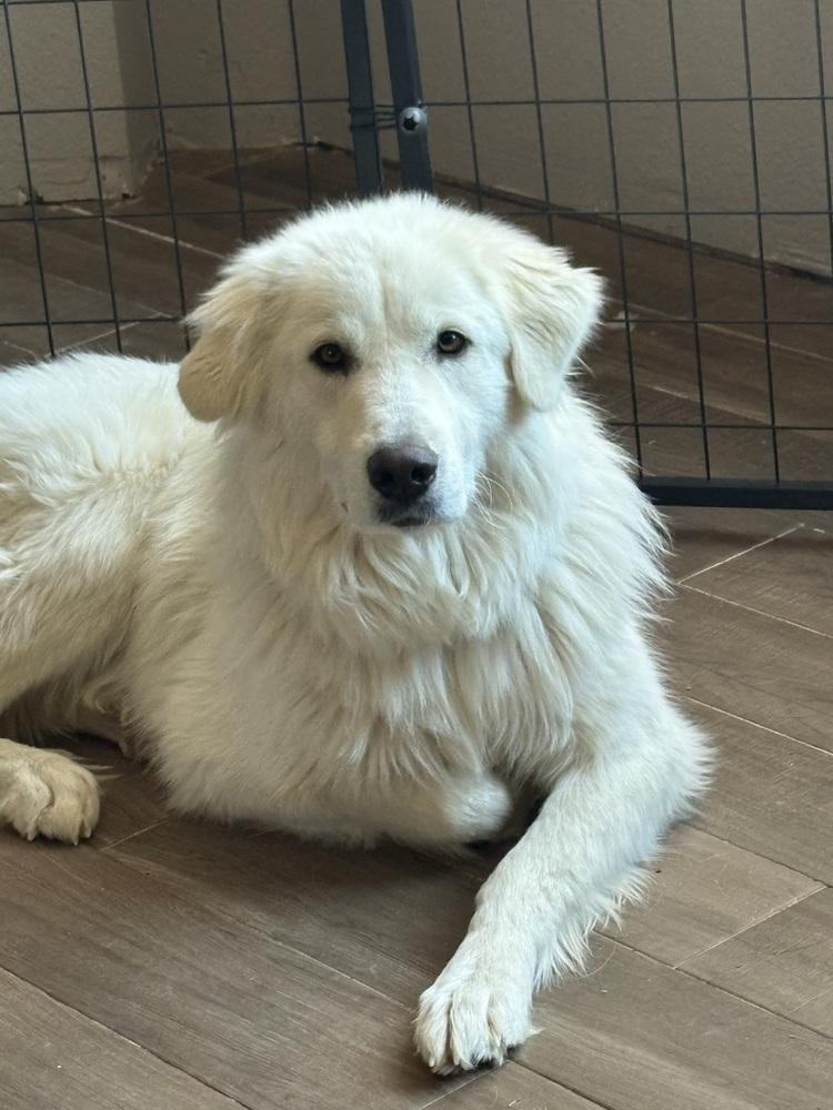 Jade, a Adoptable mixed breed in Frisco, TX image 2/2