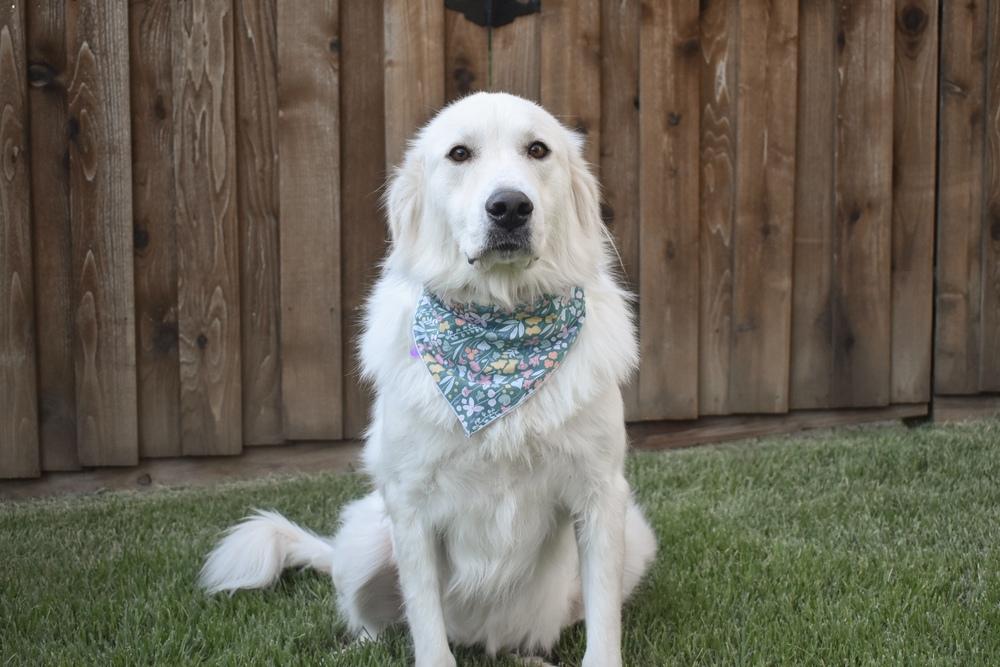 Enlarge Jade, a Adoptable mixed breed in Frisco, TX image 3/5