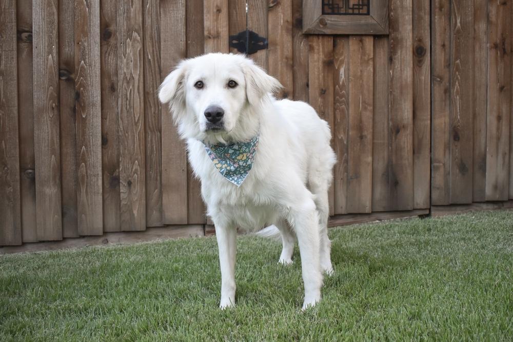 Enlarge Jade, a Adoptable mixed breed in Frisco, TX image 4/5