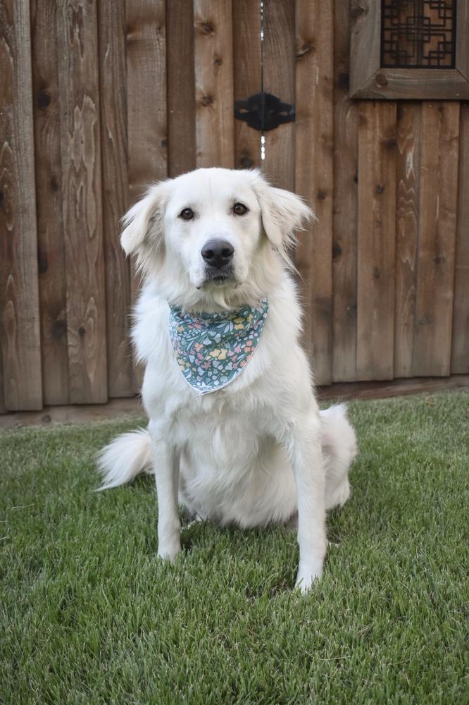 Enlarge Jade, a Adoptable mixed breed in Frisco, TX image 5/5