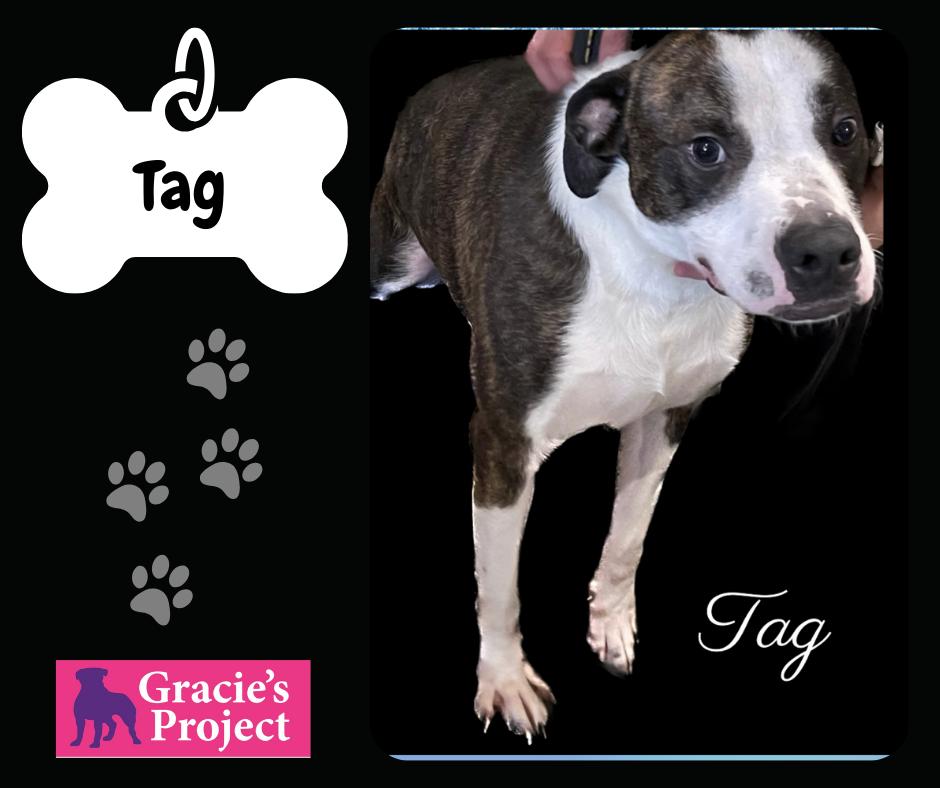 Tag, an adoptable Mixed Breed in Grand Junction, CO_image-1